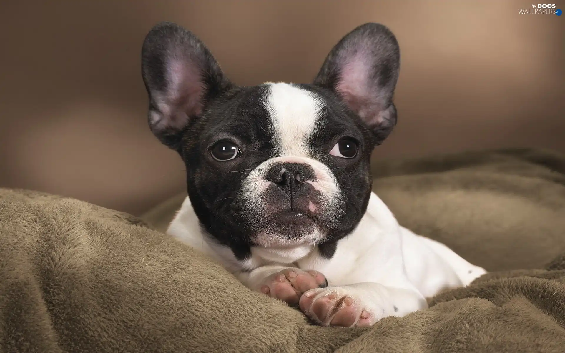 French Bulldog, haunt