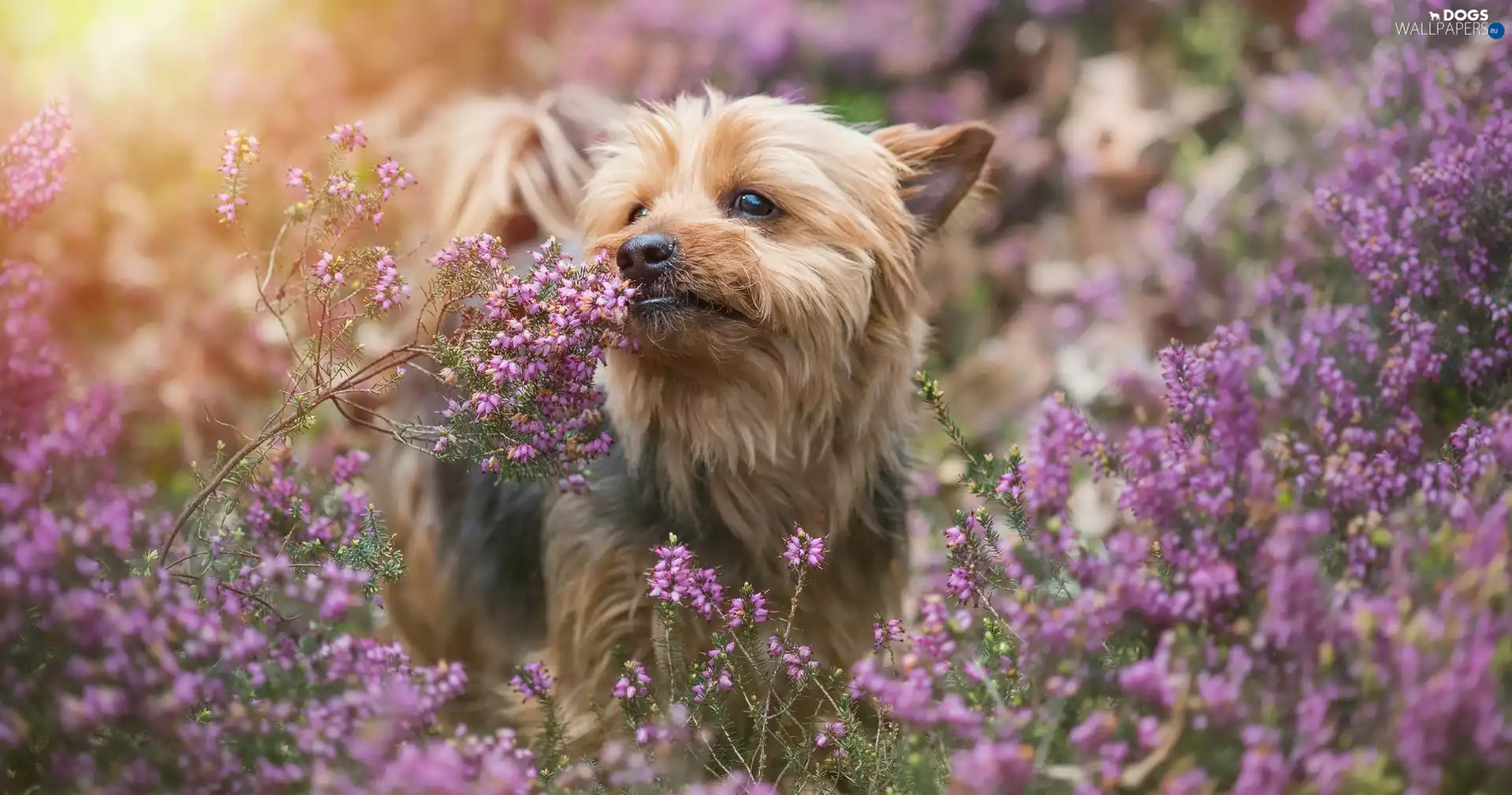 Briar, dog, Yorkshire Terrier