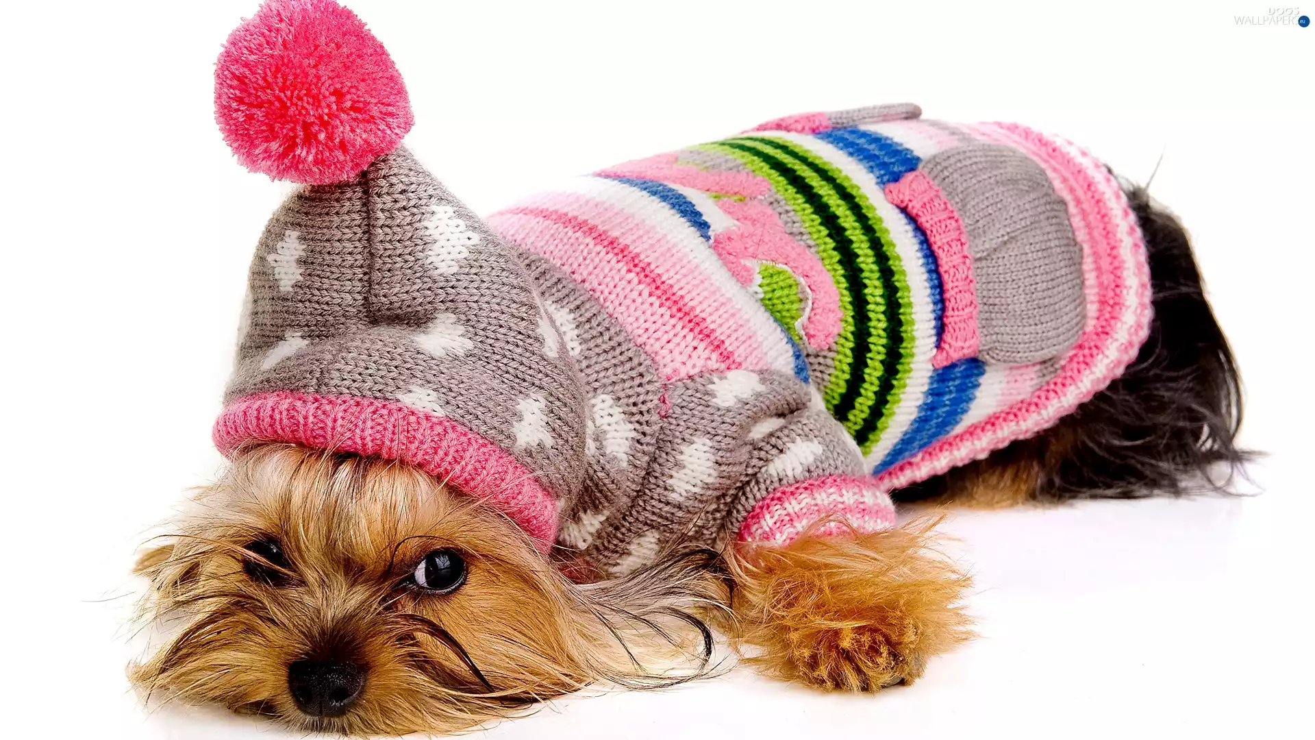 clothes, dog, Yorkshire Terrier