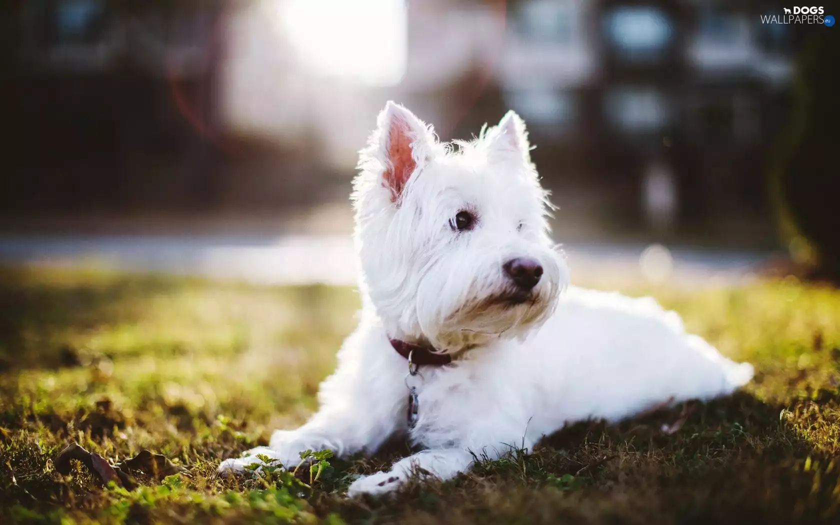 West Highland White Terrier, dog-collar
