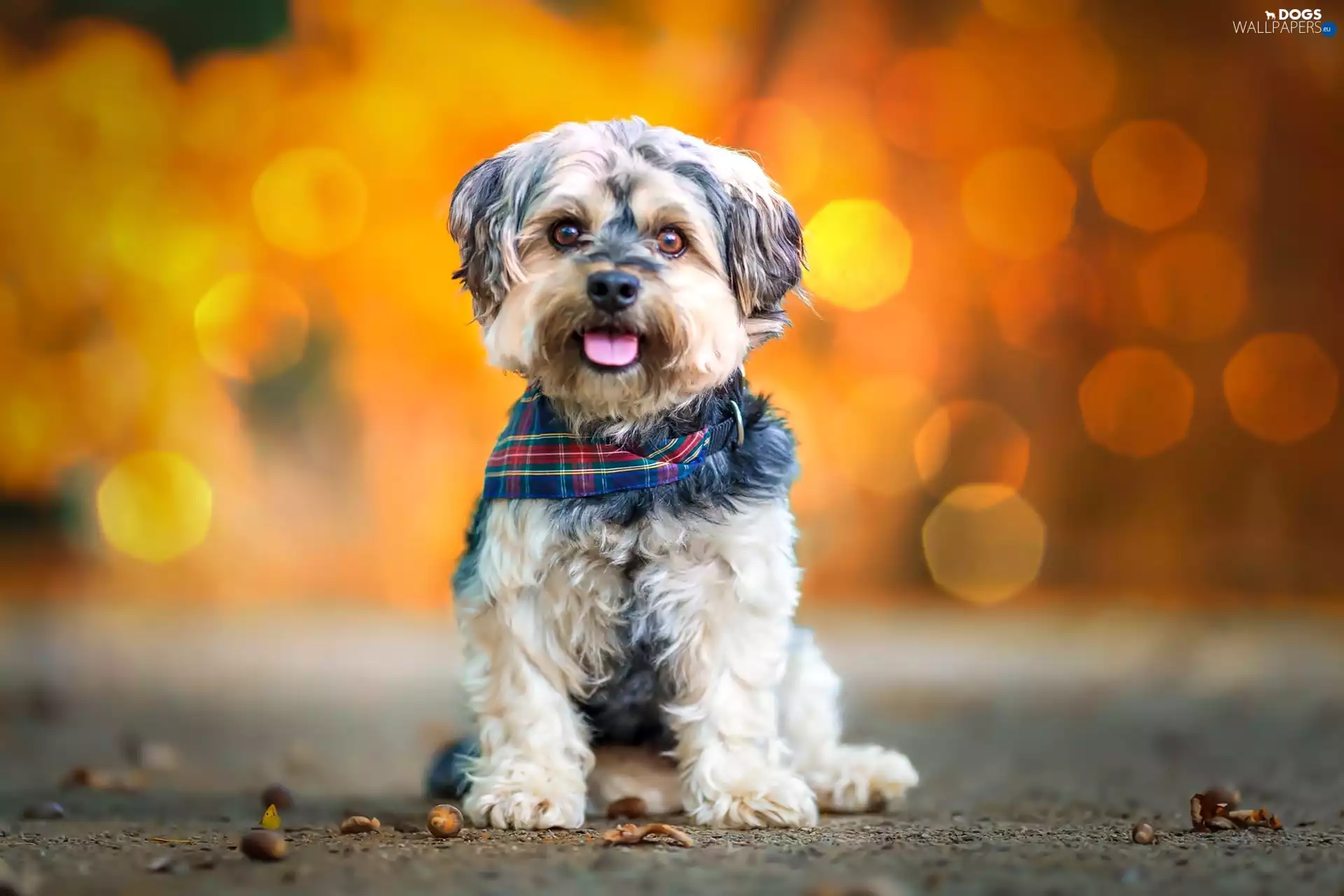 dog, scarf, glamour, terrier