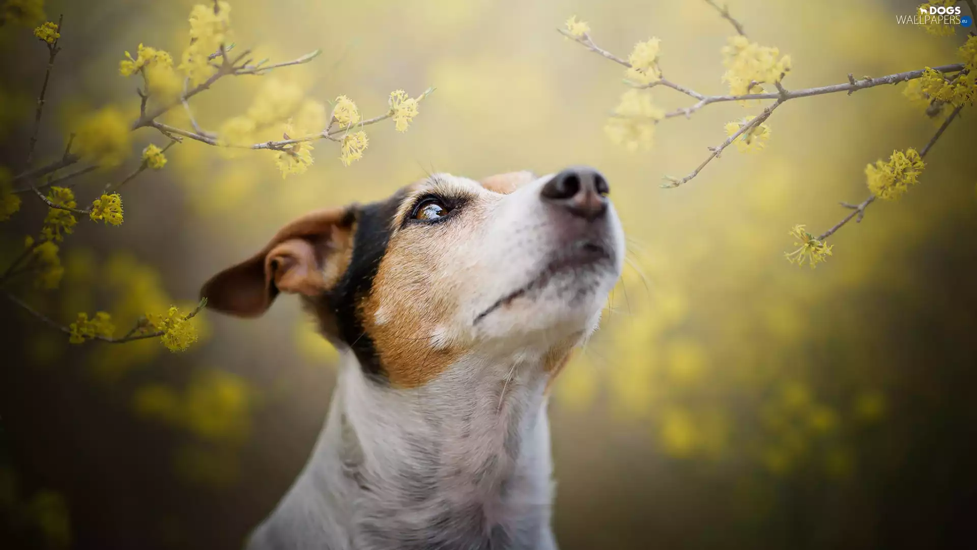 dog, Jack Russell Terrier