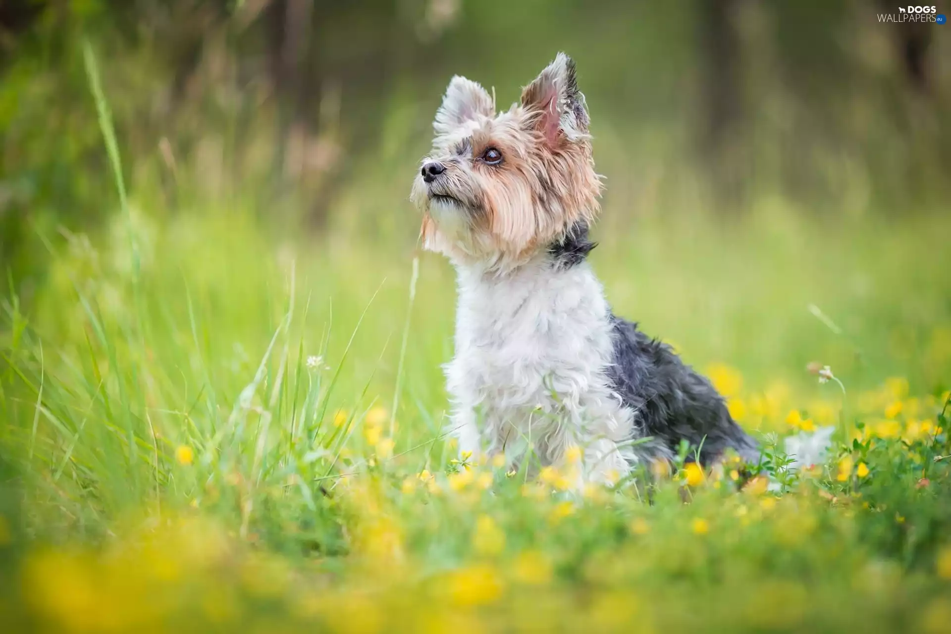 Flowers, grass, Yorkshire Terrier, Meadow, dog
