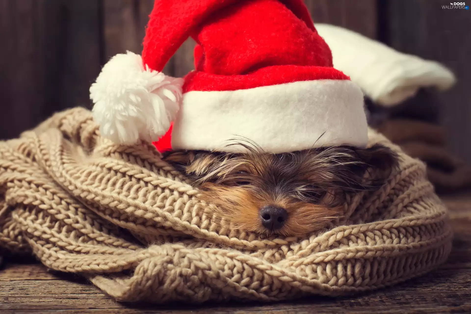 Hat, Nicholas, Yorkshire Terrier, shawl, dog