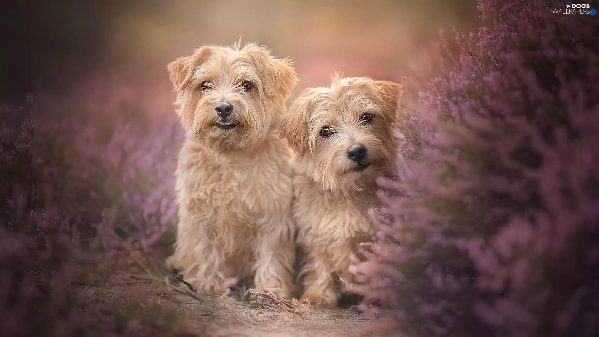 Two cars, Norfolk terrier, heather, Dogs