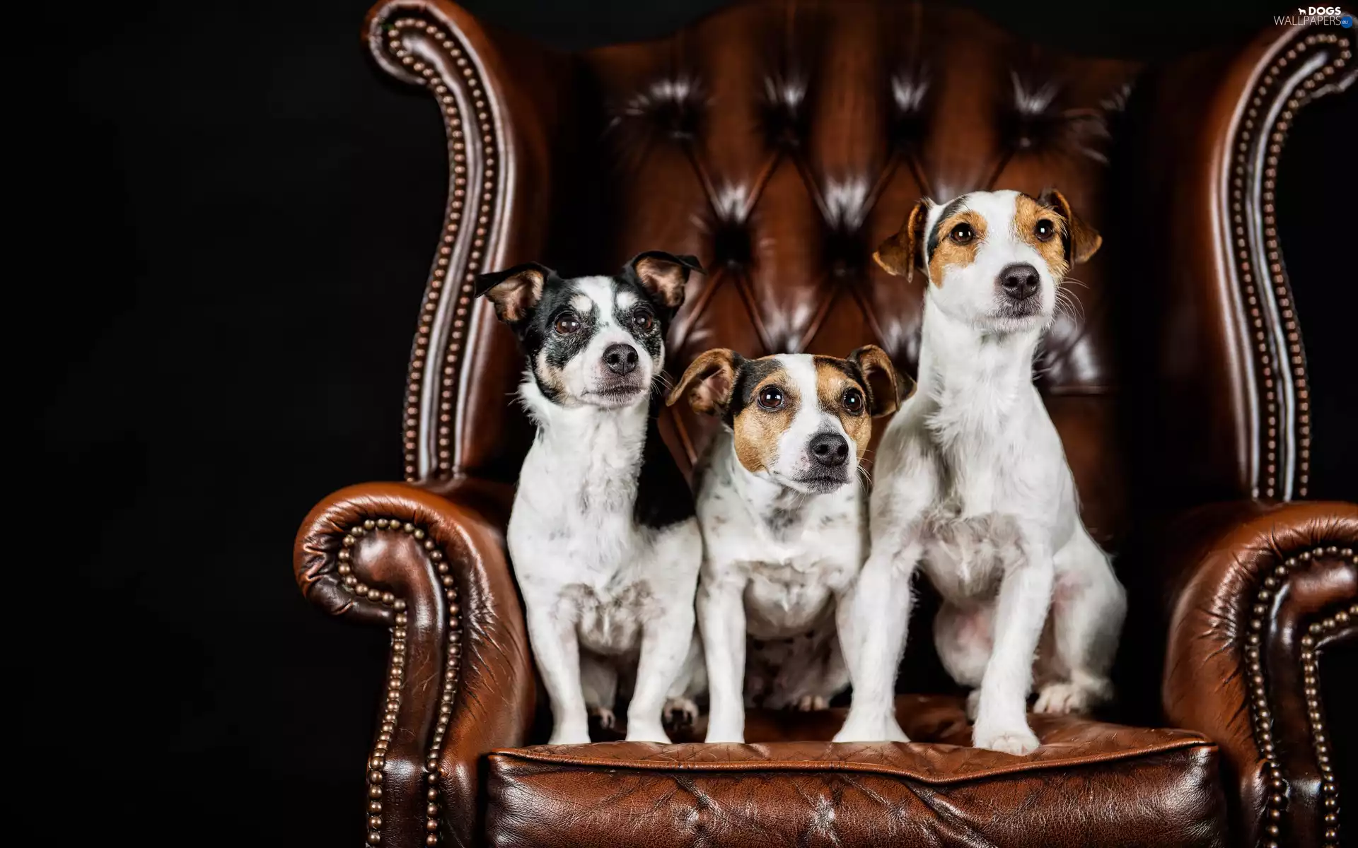 Three, Jack Russell Terrier, Armchair, Dogs