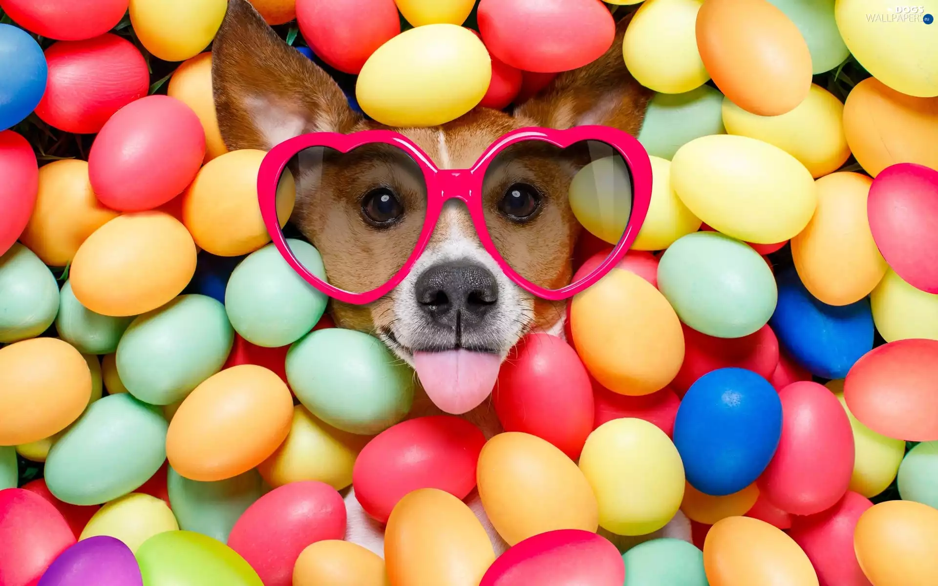 Glasses, dog, Easter, eggs, Tounge, Jack Russell Terrier