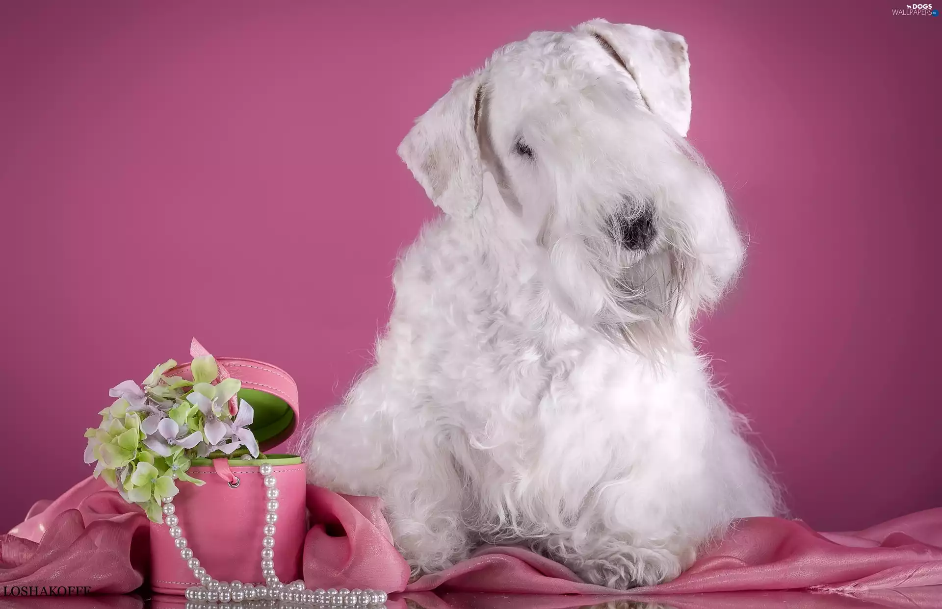 Sealyham Terrier, Flowers, Pearl, Box