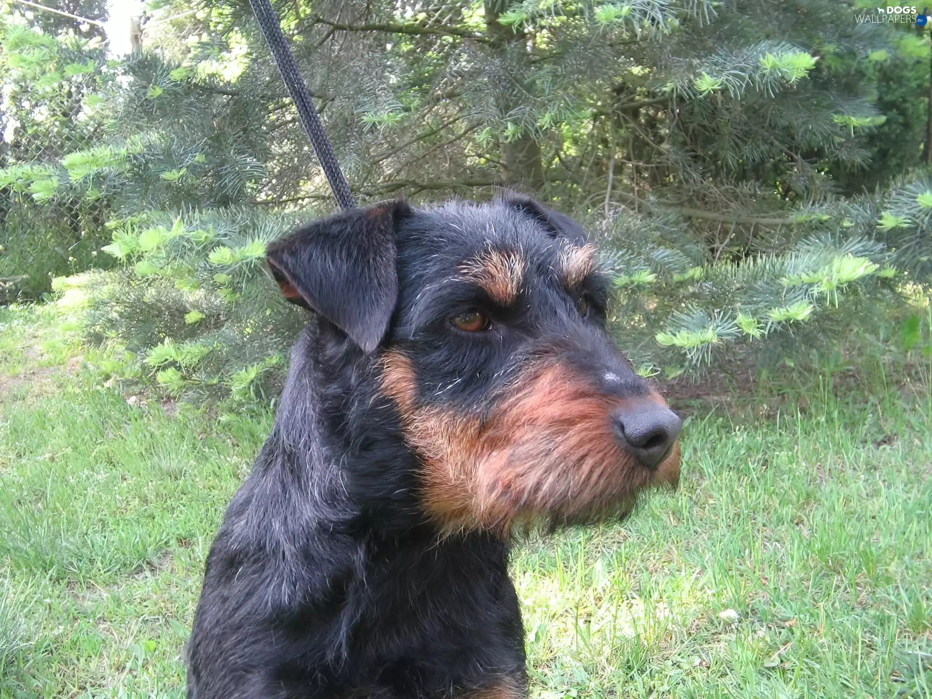 Head, German hunting terrier