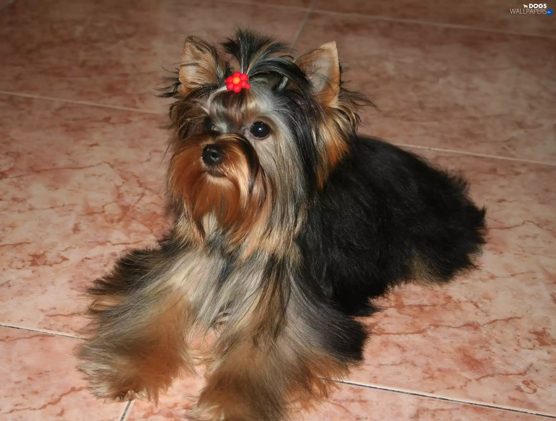 holdfast, honeyed, Yorkshire Terrier