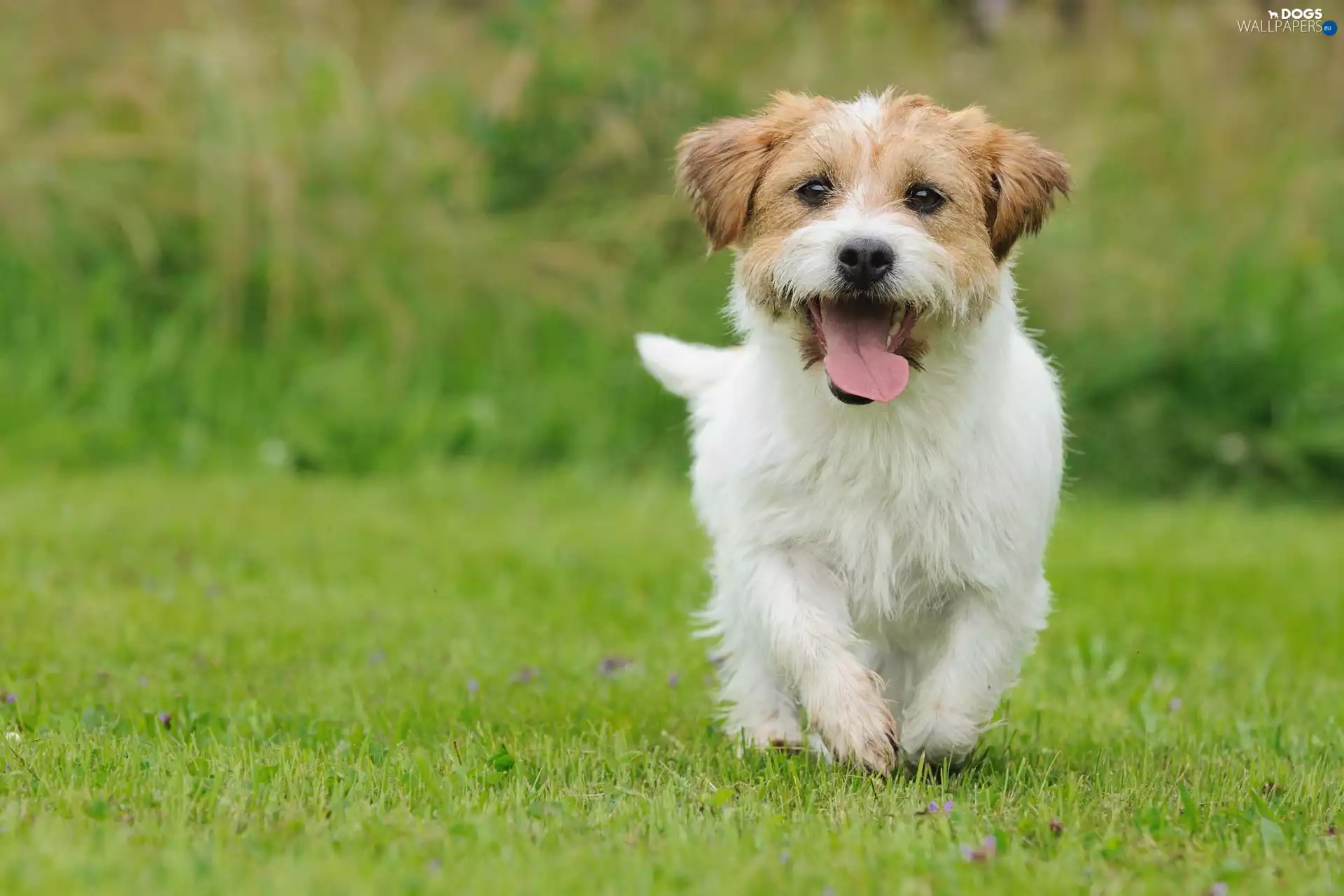 doggy, terrier, honeyed, running, White