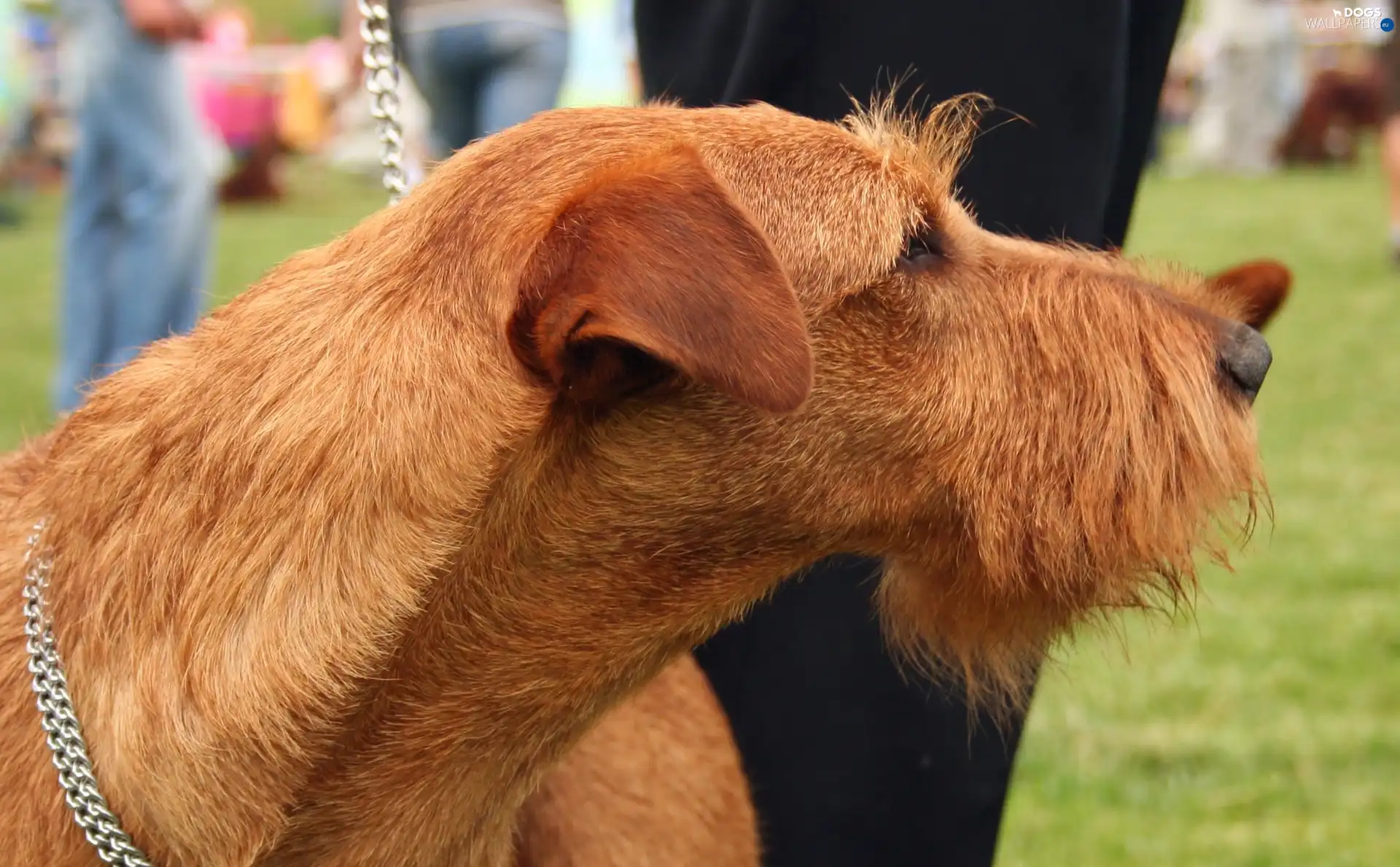 Irish Terrier, Head