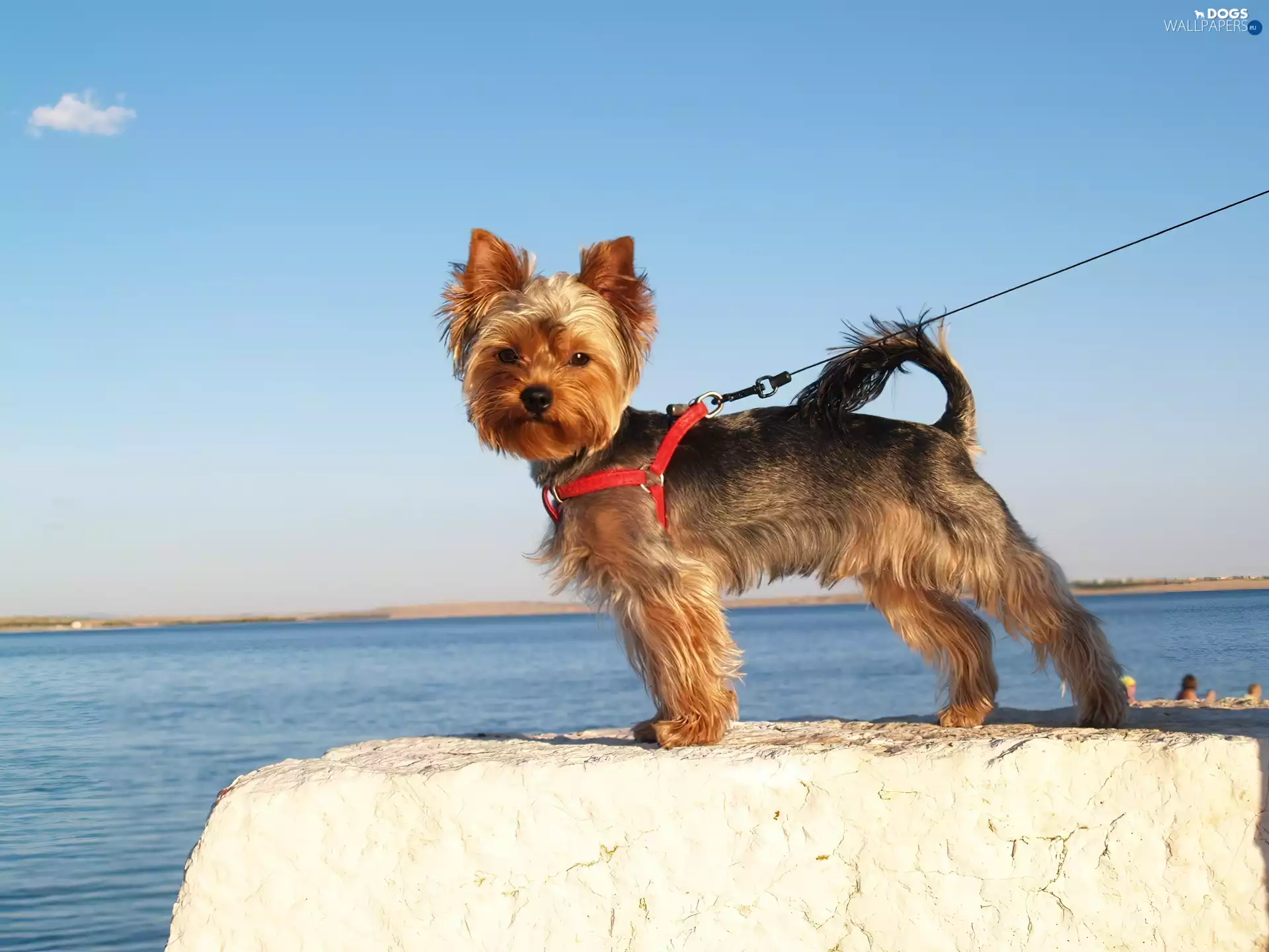 Leash, doggy, Yorkshire Terrier