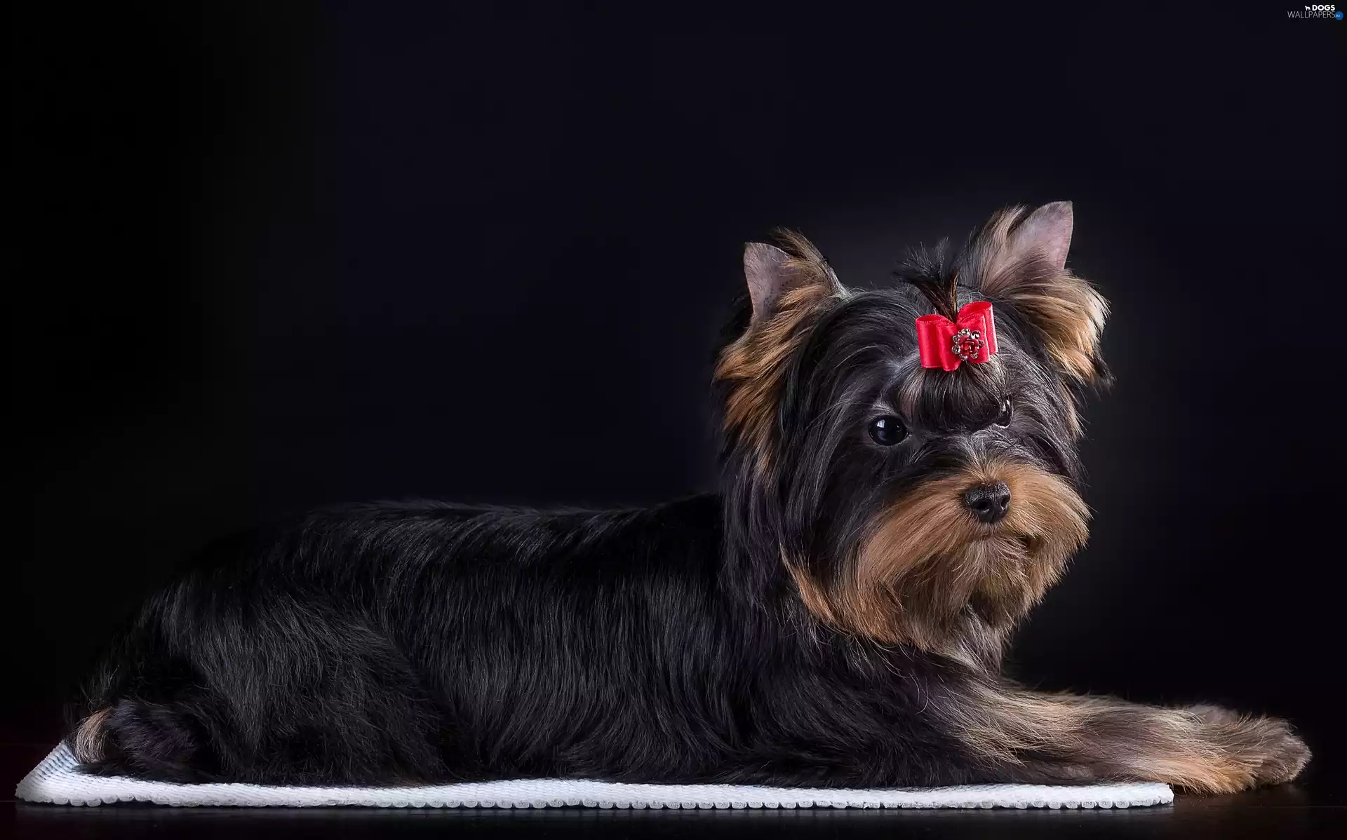 Loop, dog, Yorkshire Terrier