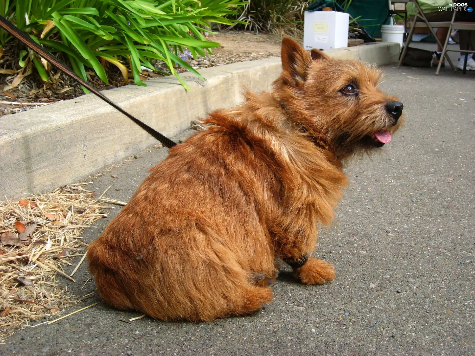 Norwich terrier, ginger