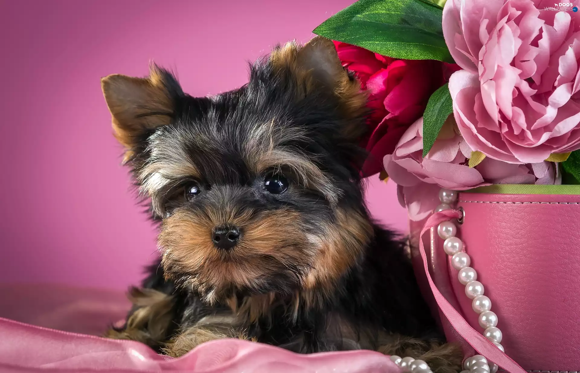 Peonies, Puppy, Yorkshire Terrier