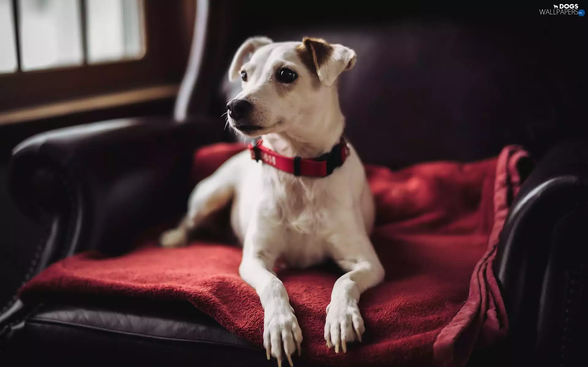 red hot, Pillow, dog, Armchair, Jack Russell Terrier