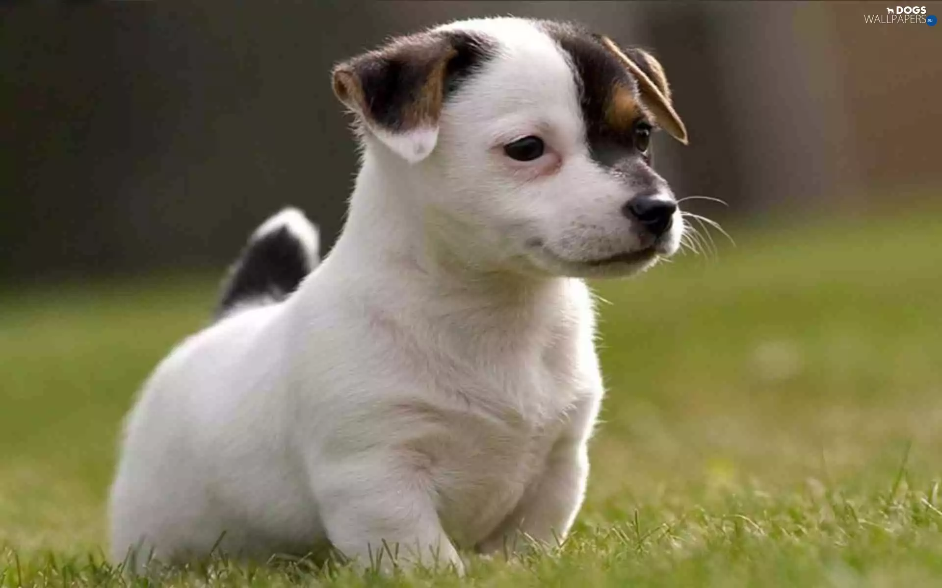 Puppy, Jack Russell Terrier