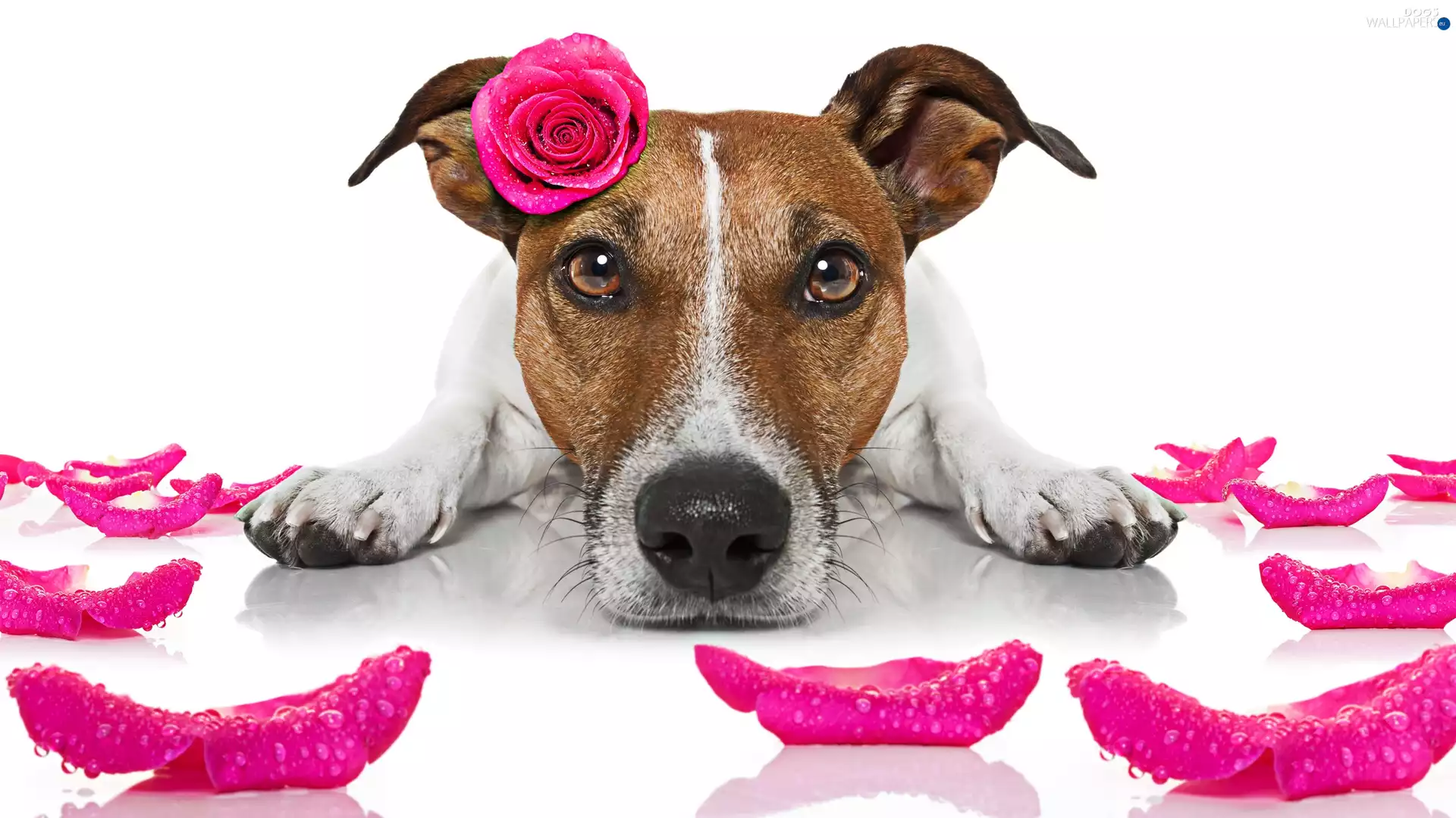 muzzle, dog, rose, flakes, Pink, Jack Russell Terrier