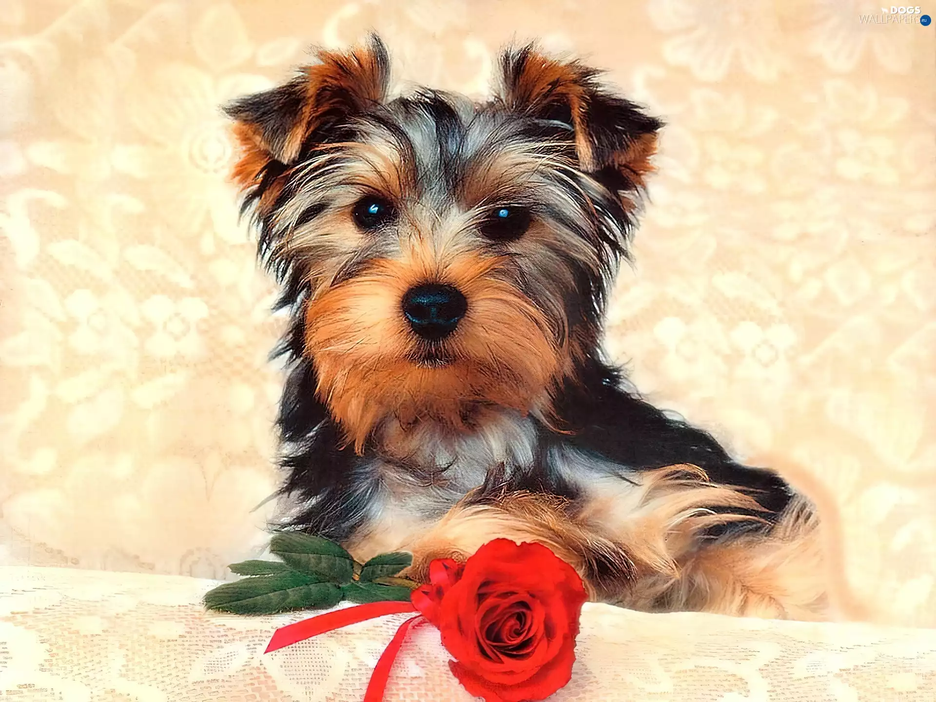 rose, dog, Yorkshire Terrier