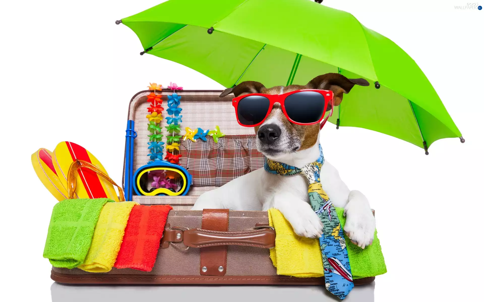 holiday, Jack Russell Terrier, Umbrella, portmanteau, Glasses