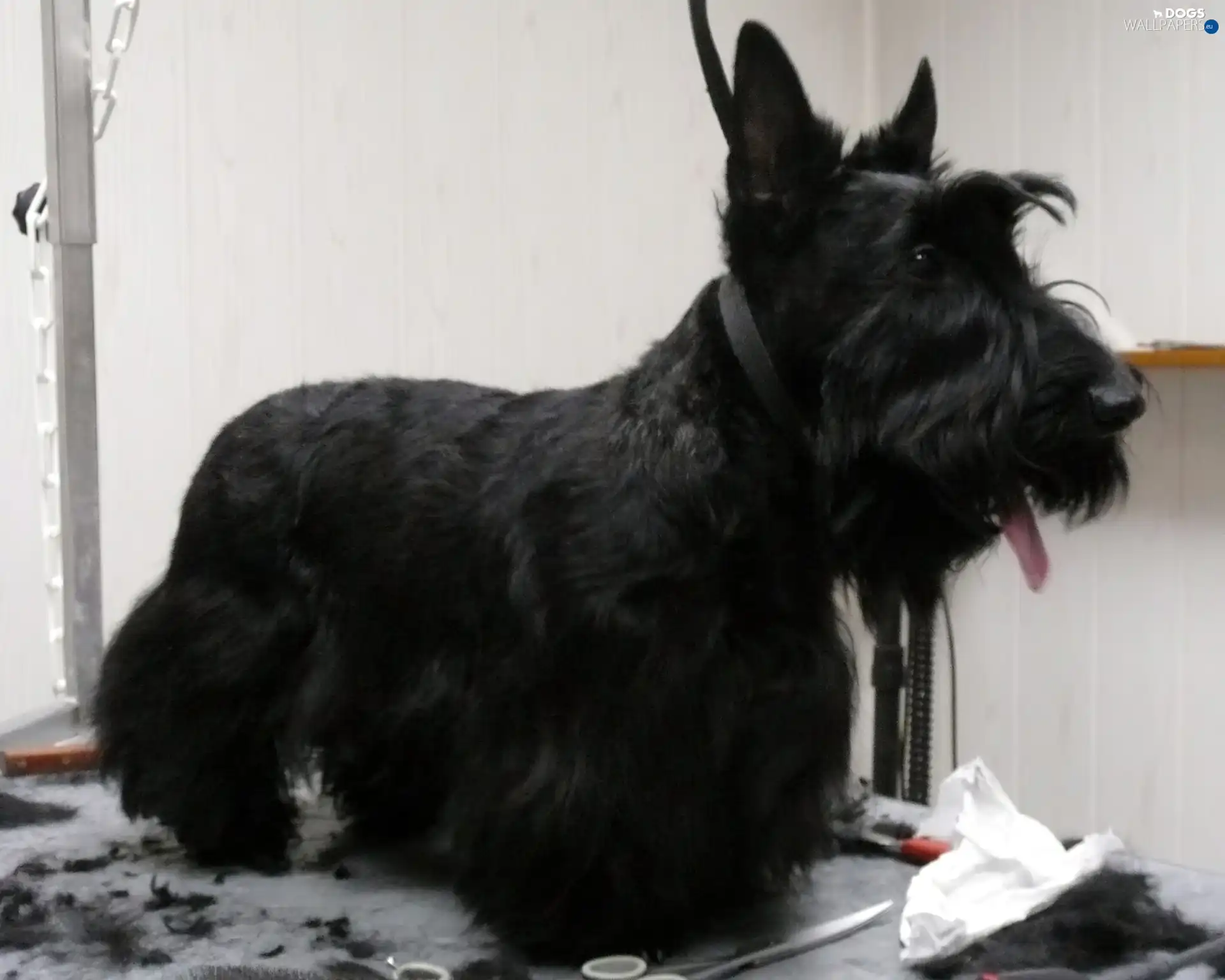 Scottish Terrier, cut