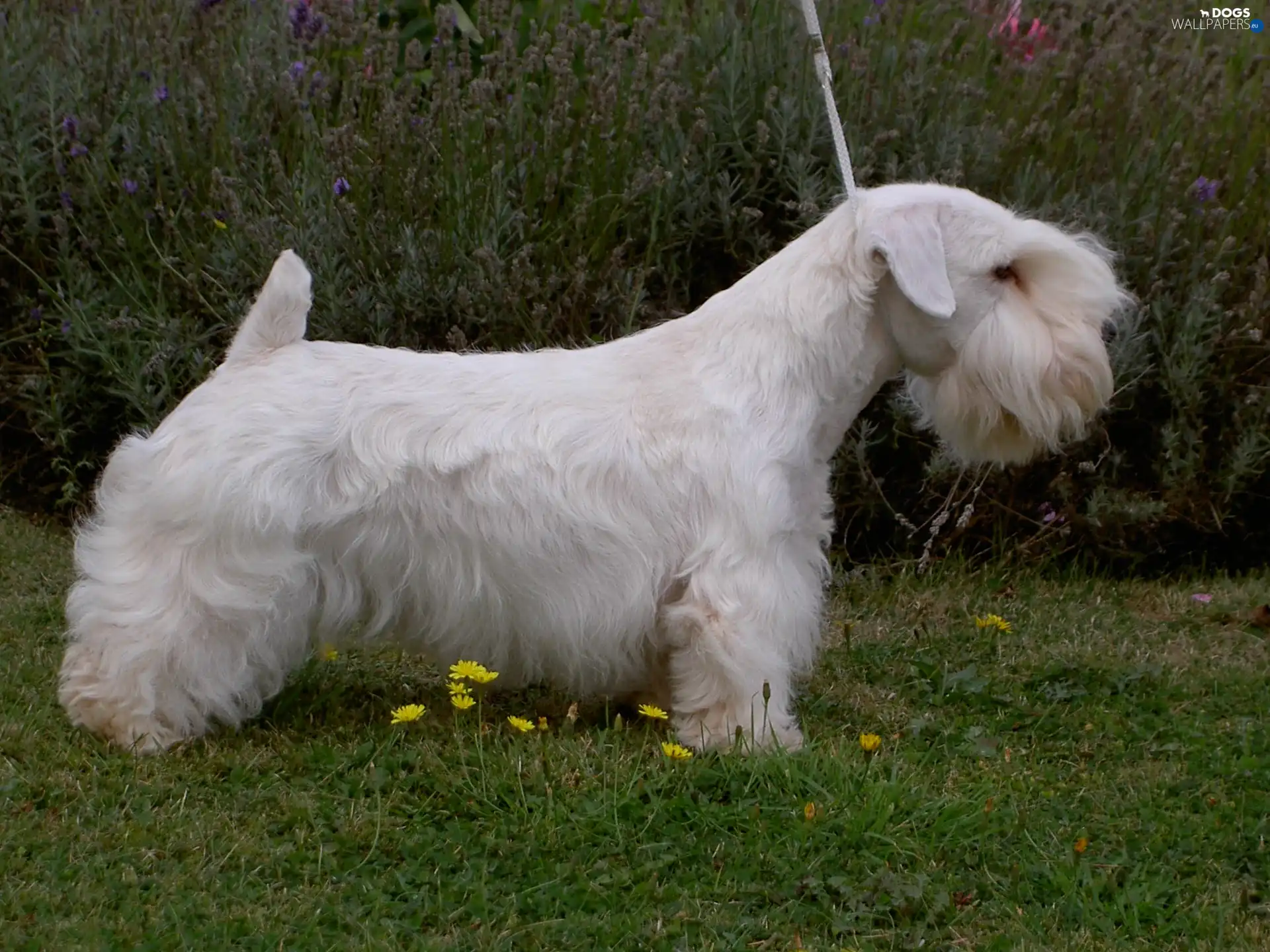 Sealyham Terrier, White