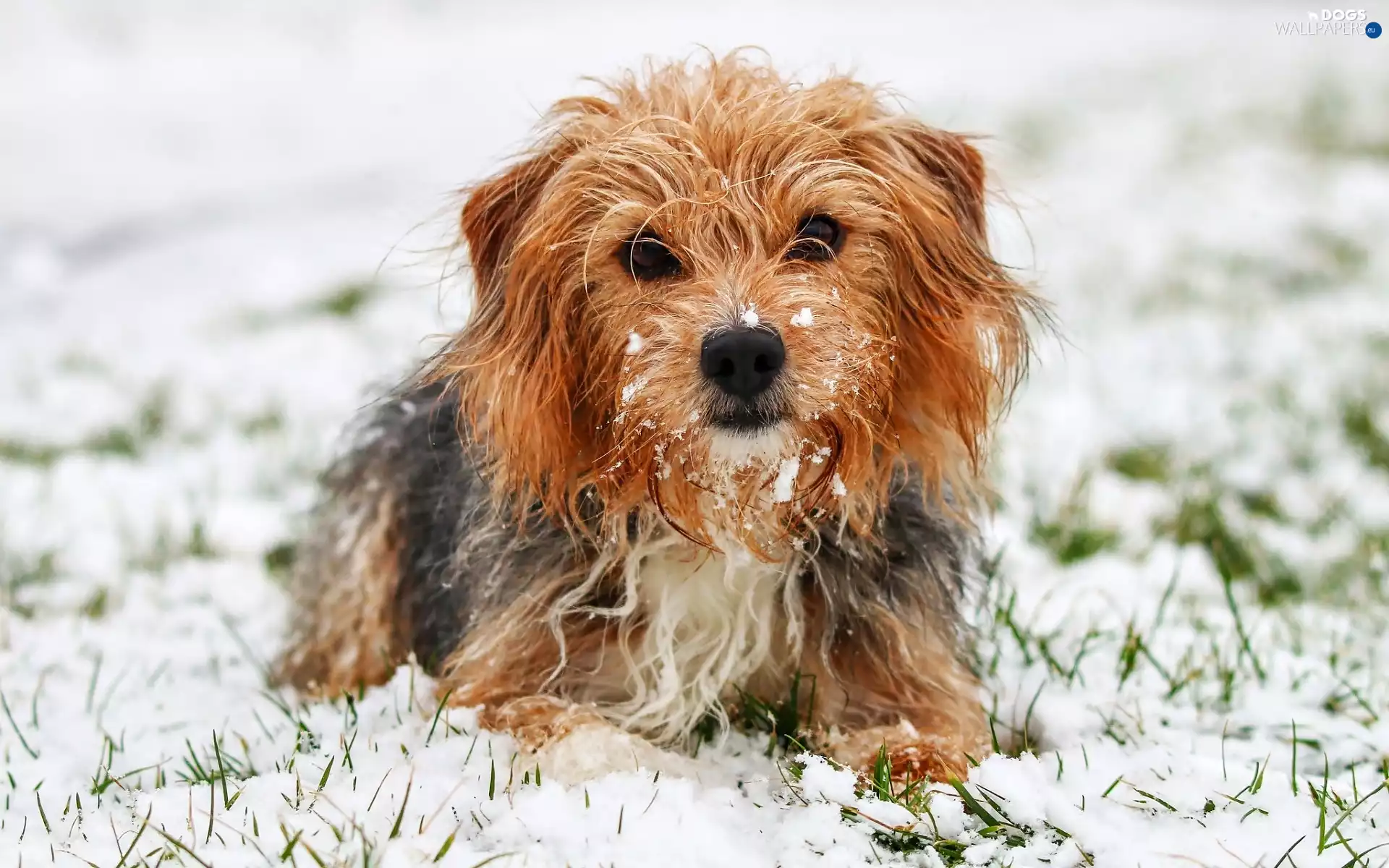 snow, dog, Yorkshire Terrier