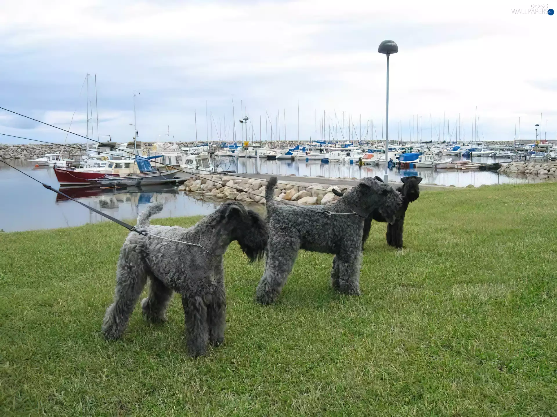 Three, Kerry blue terrier