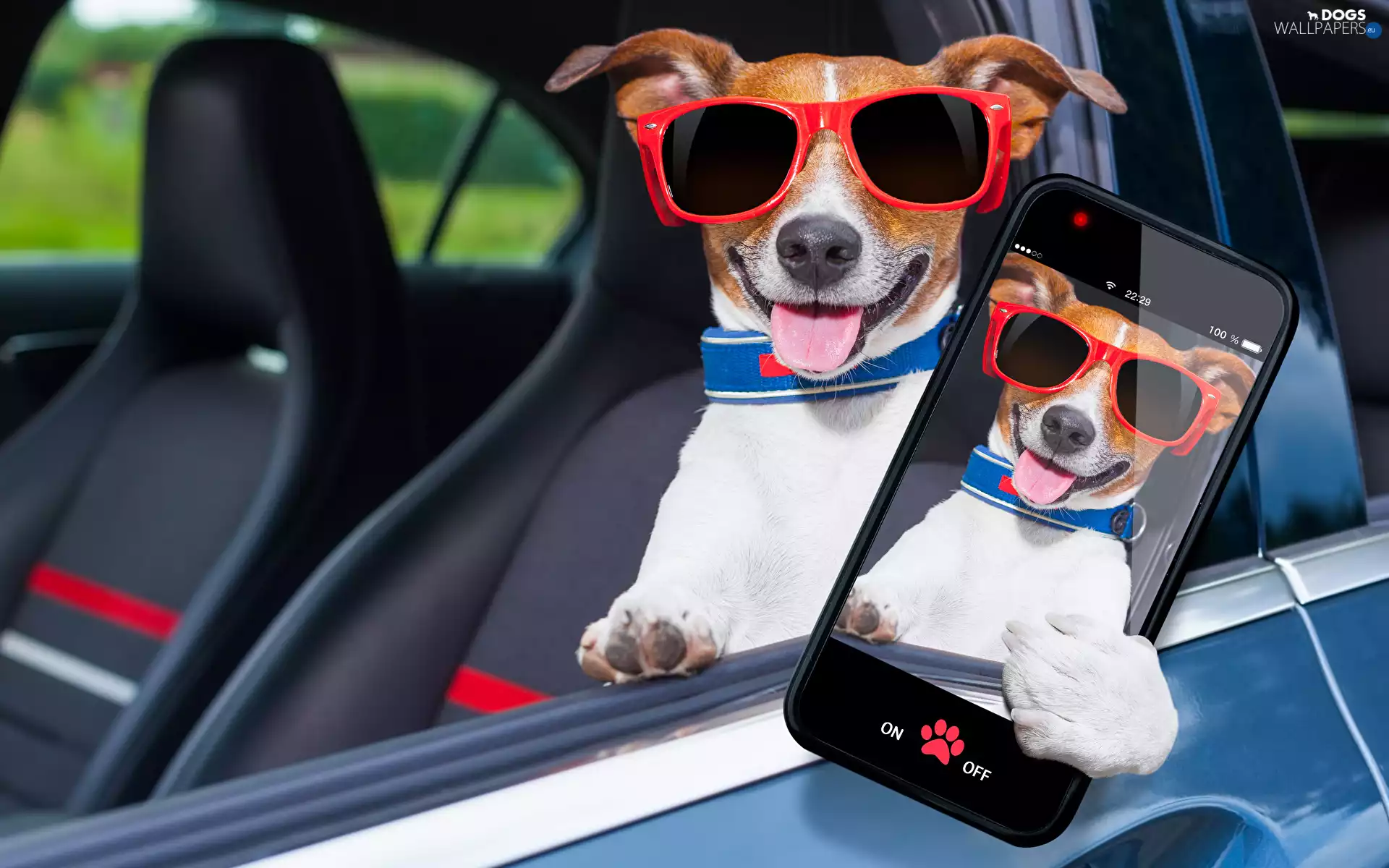 Glasses, dog, Tounge, Funny, Smartphone, Jack Russell Terrier