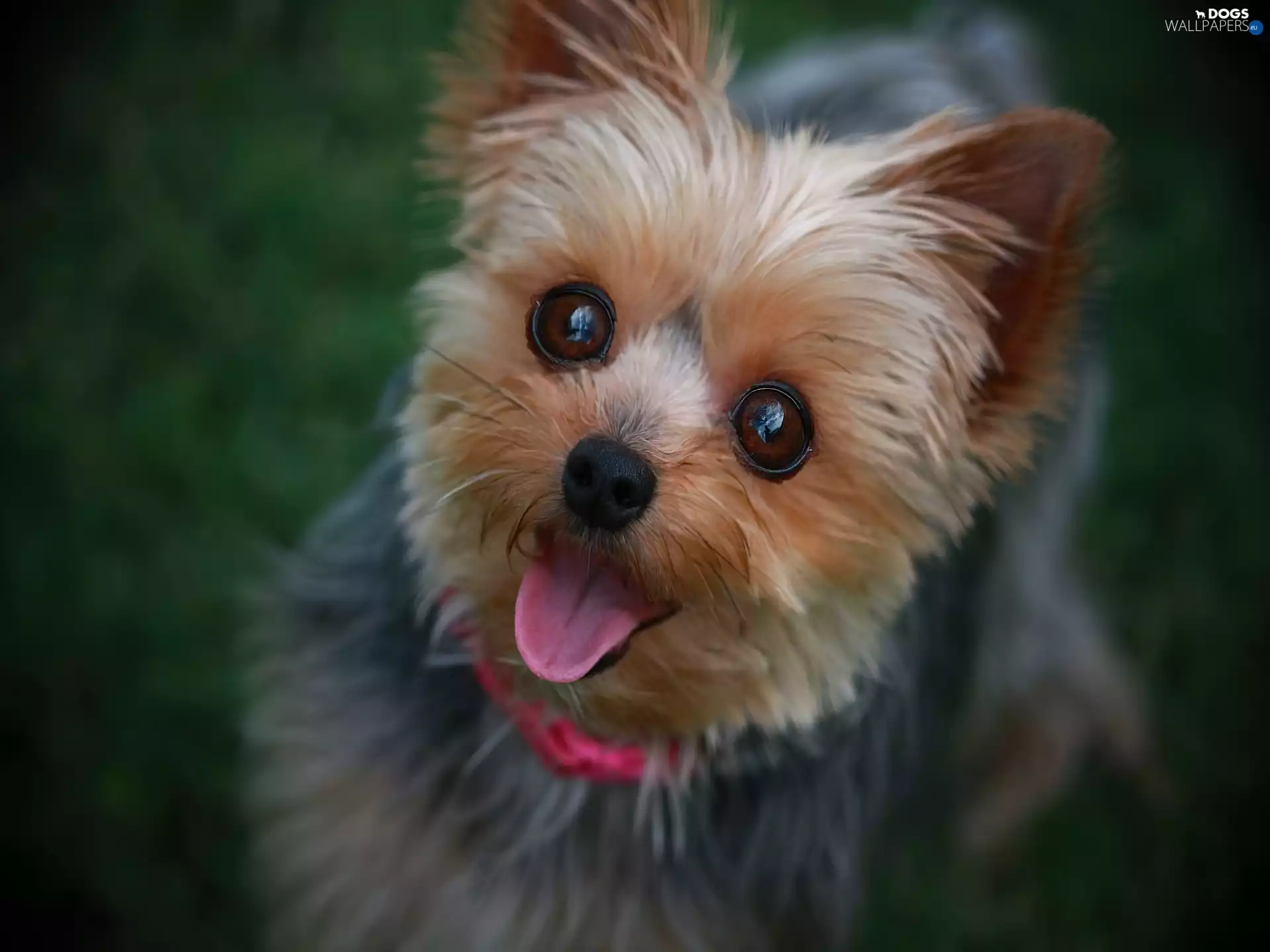 Tounge, muzzle, Yorkshire Terrier