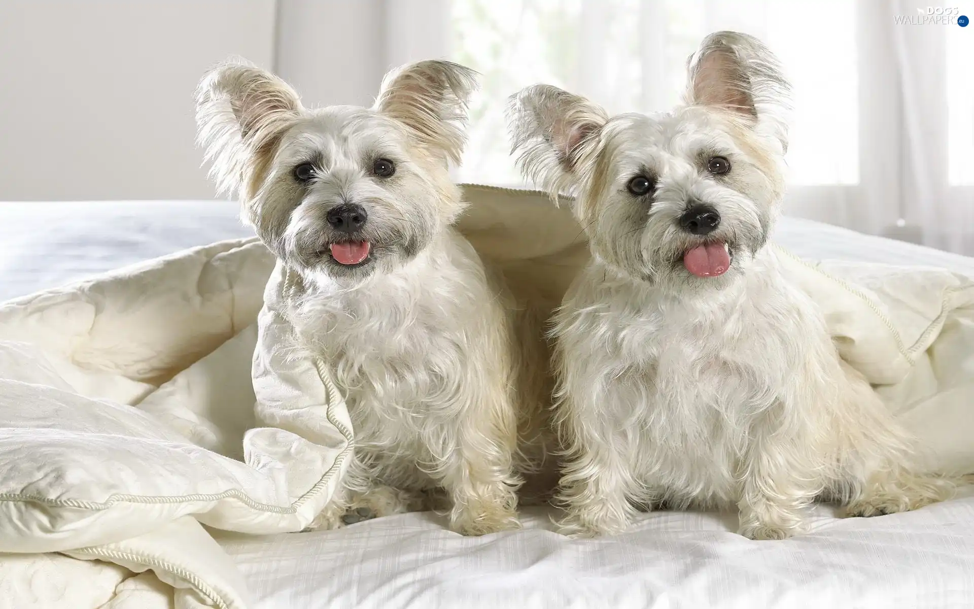 Terrier, White, West, Highland