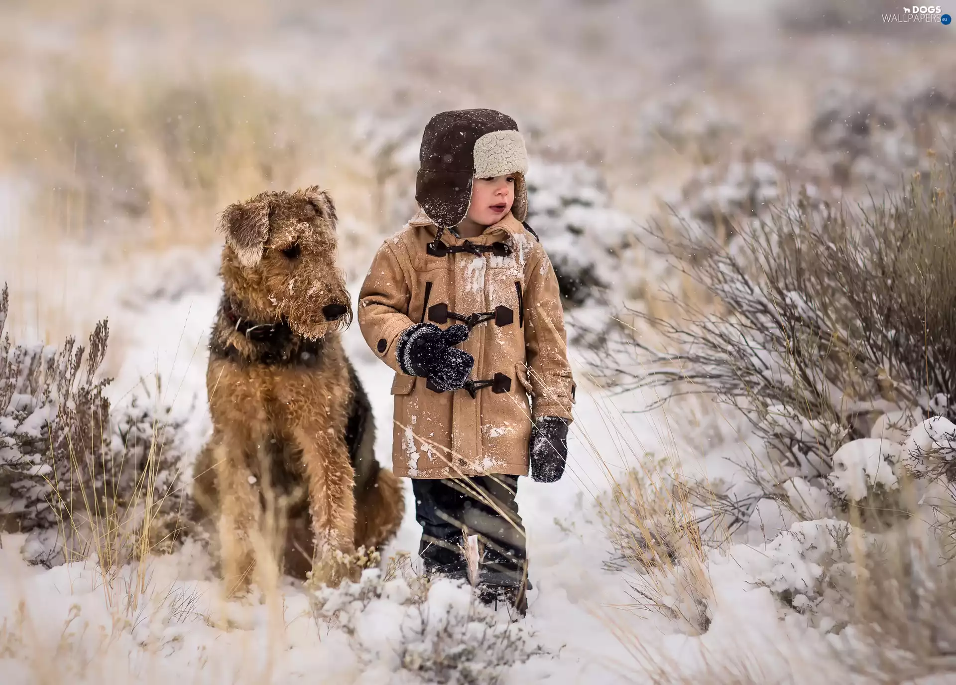 winter, boy, Welsh Terrier