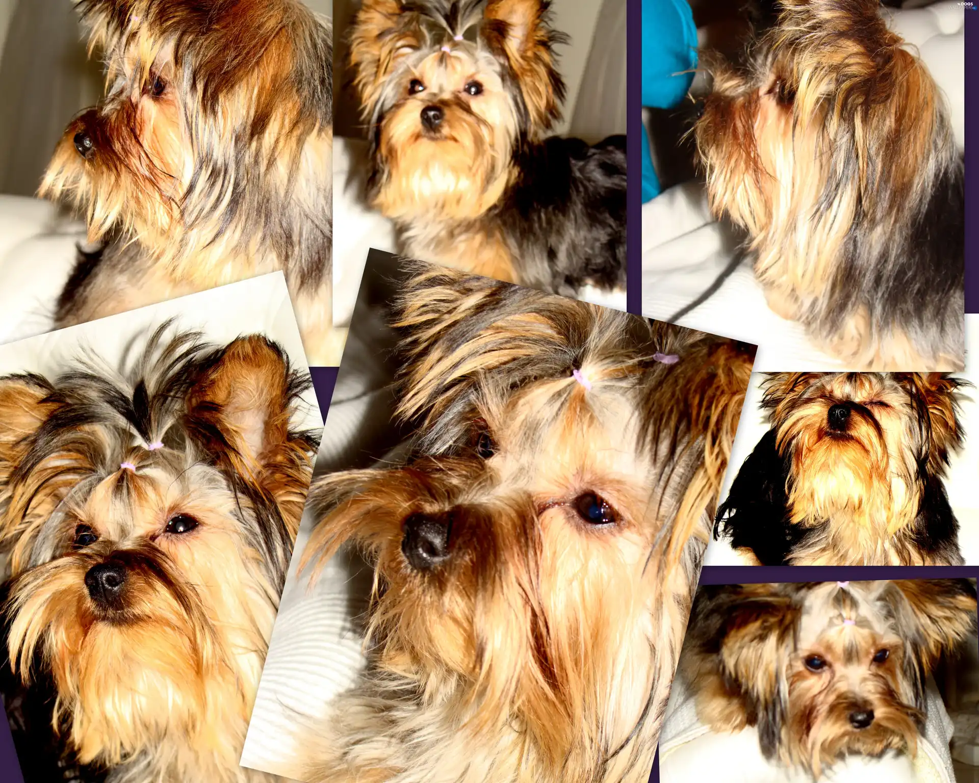 Yorkshire Terrier, collage