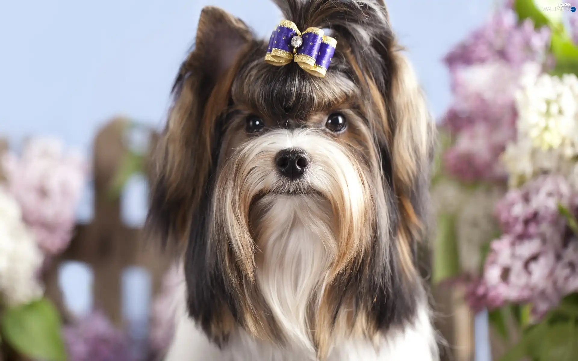 Yorkshire, Terrier, dog