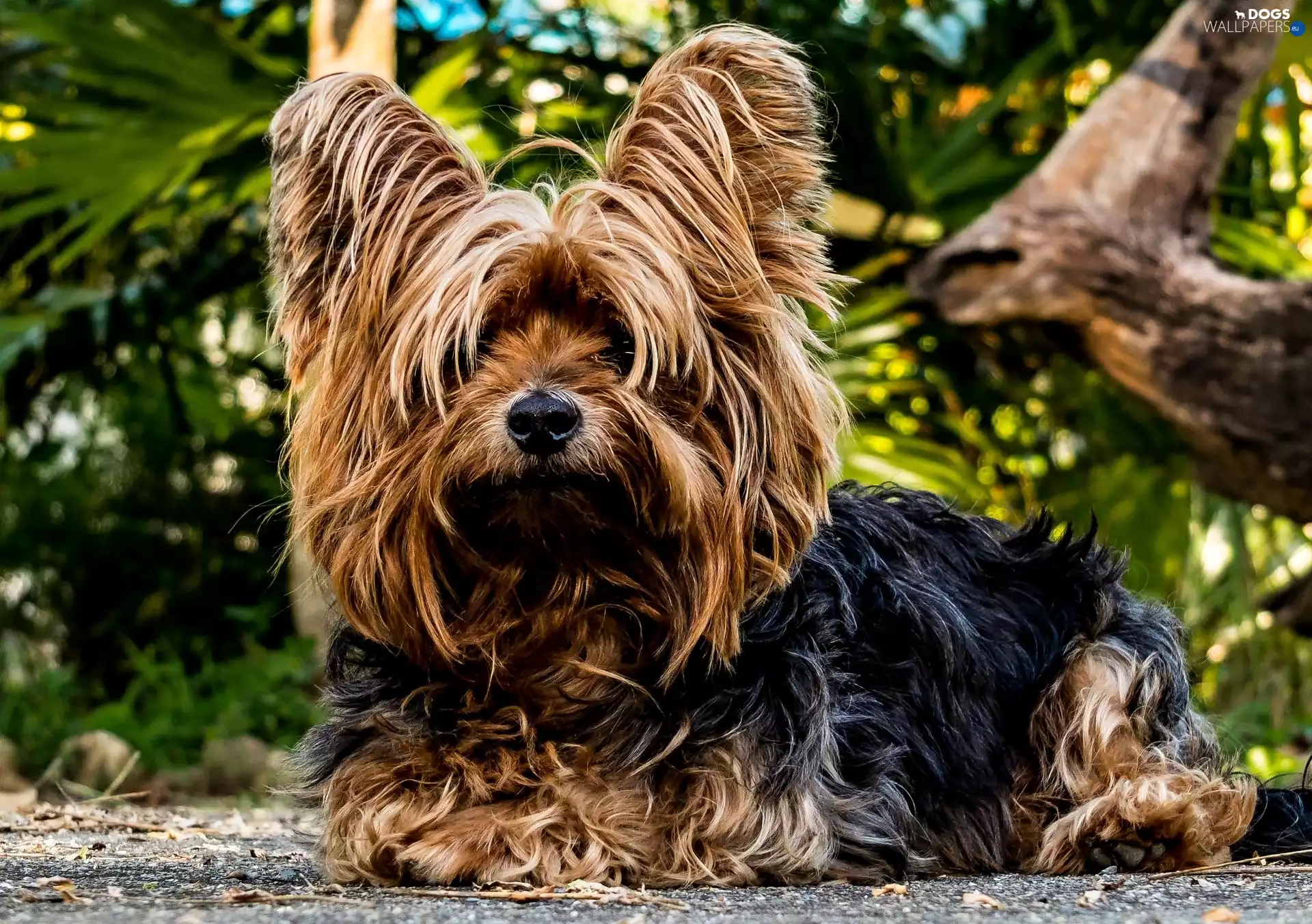 Terrier, dog, Yorkshire