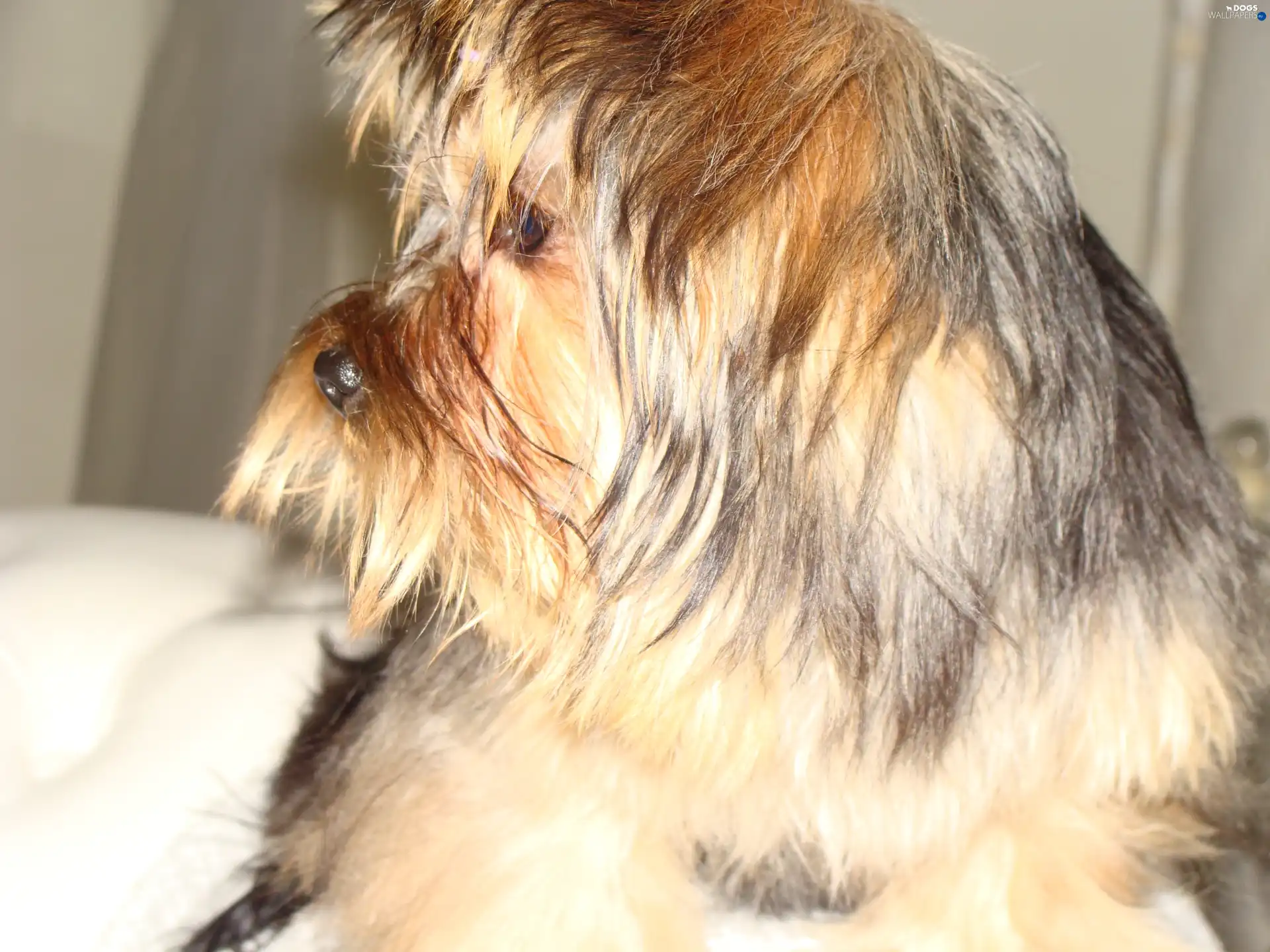 Yorkshire Terrier, dog