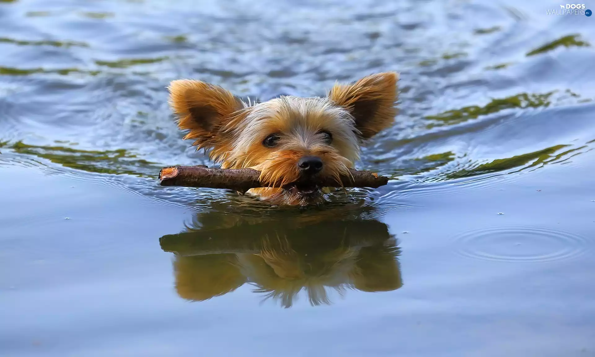 Yorkshire, River, flows, terrier