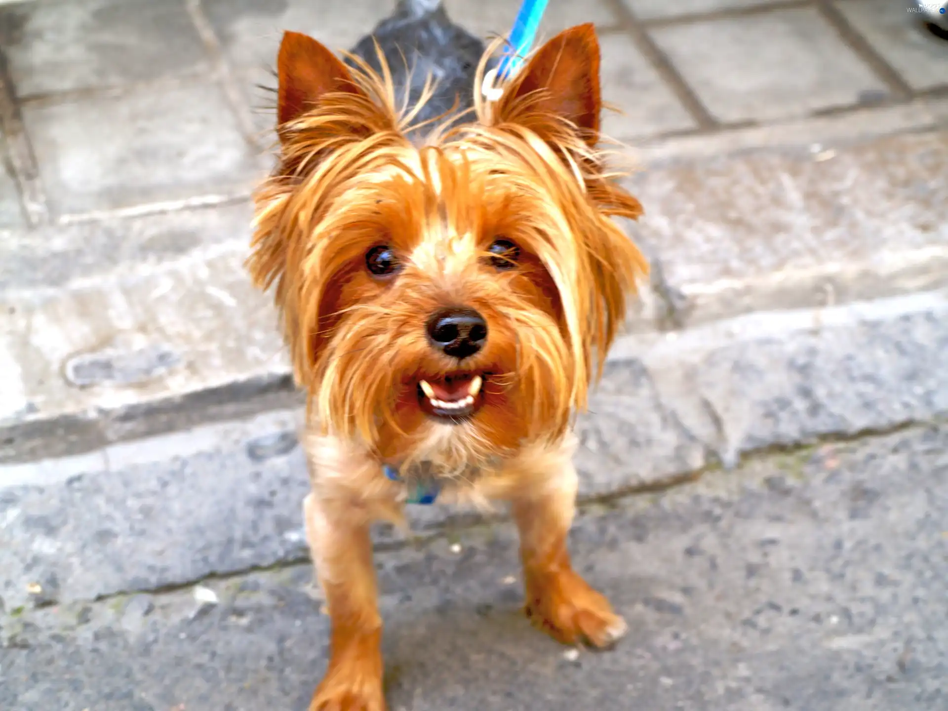 Yorkshire Terrier, muzzle