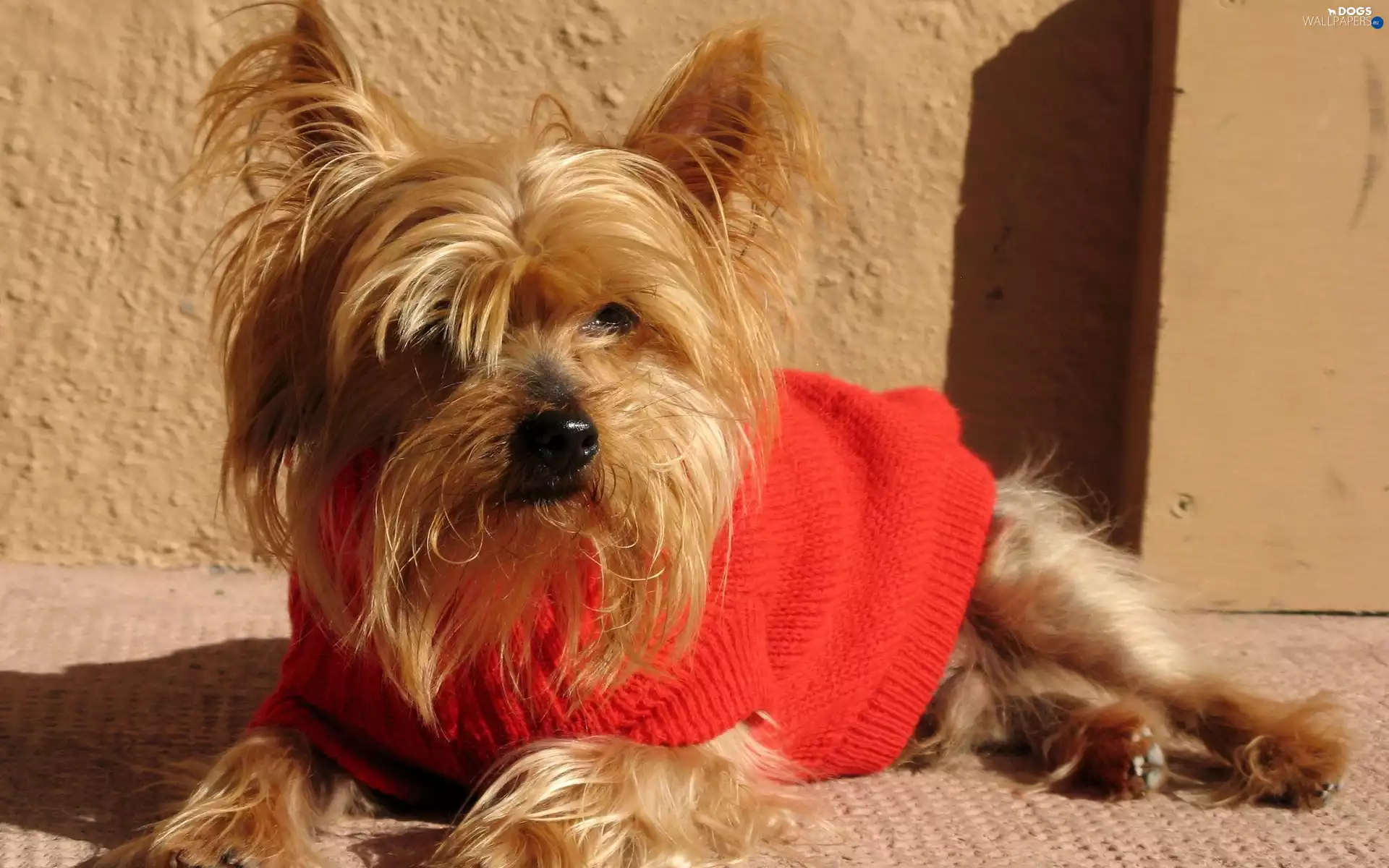 Yorkshire, Red, Sweater, Terrier