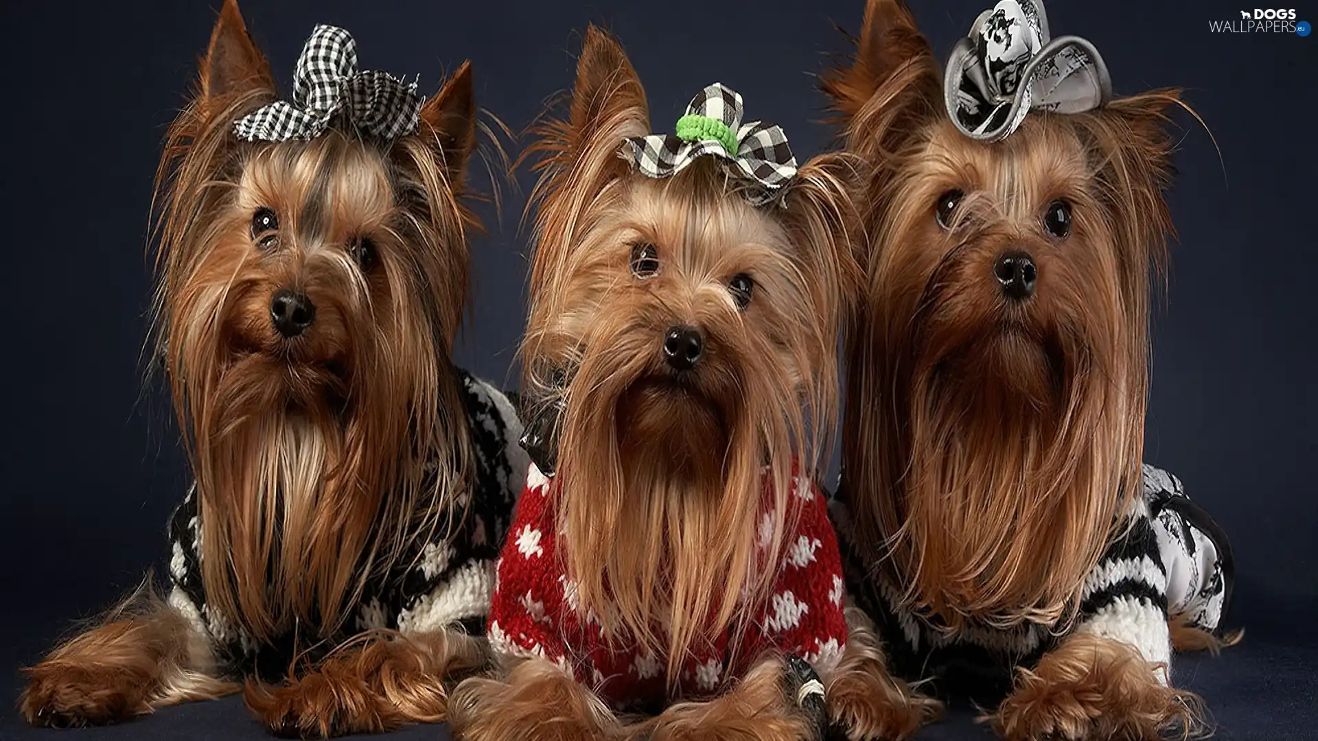 Yorkshire, Terrier, Three