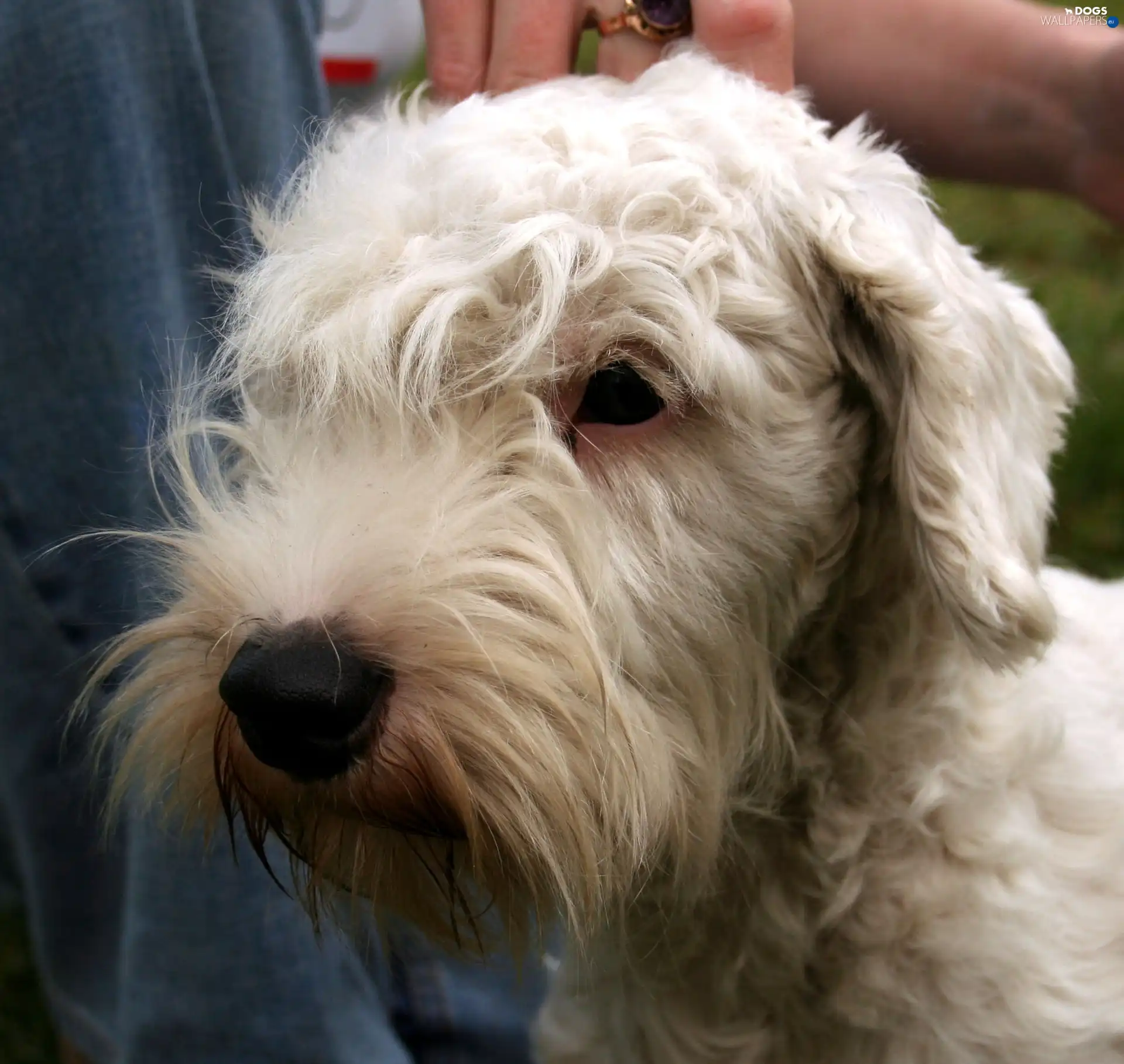 Sealyham Terriera, Head