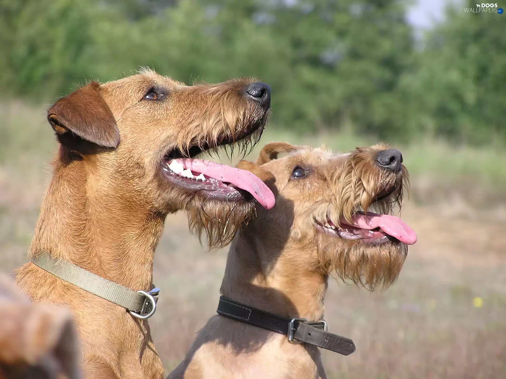 Two cars, Irish Terriers