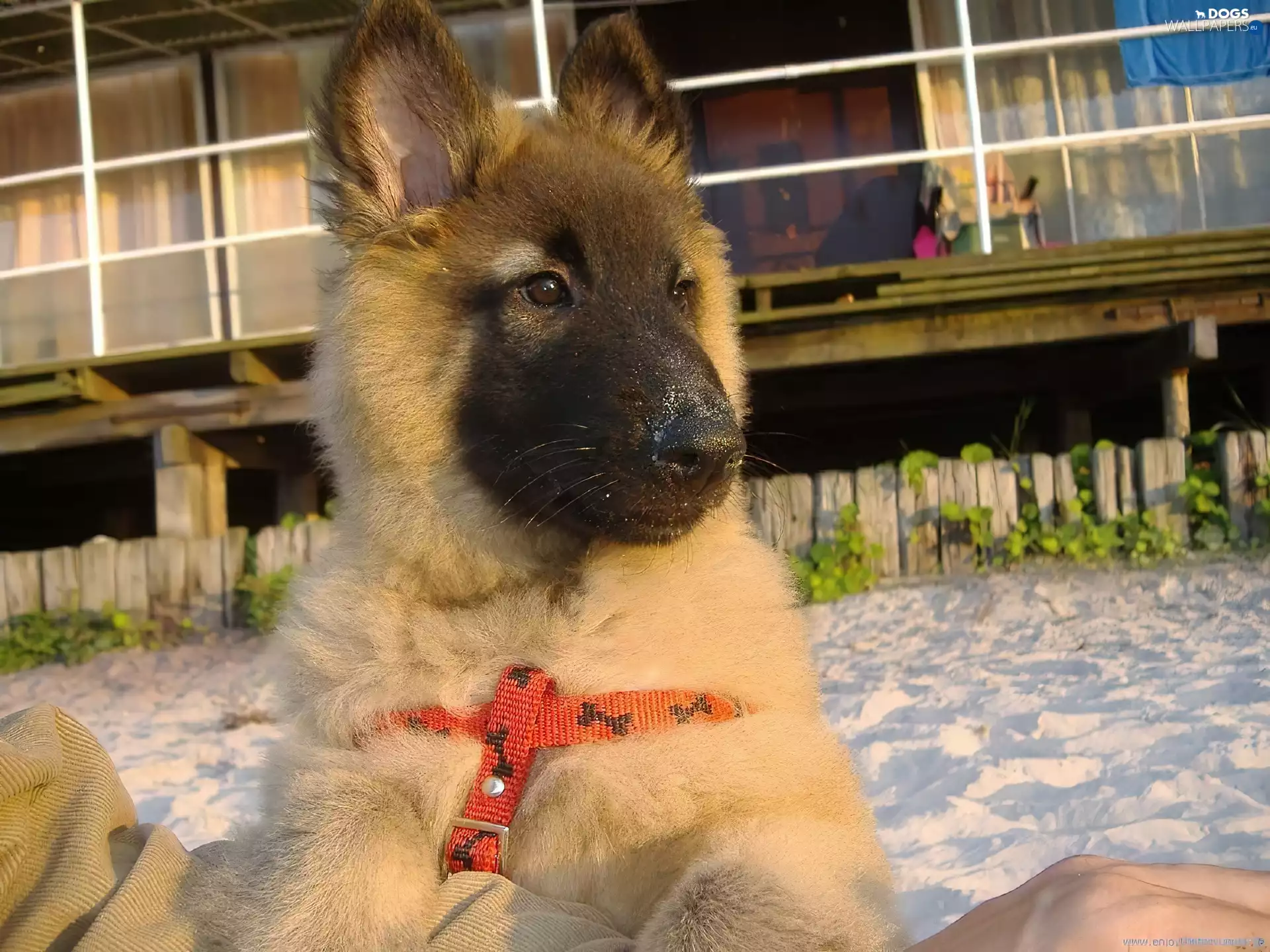 Tervueren, honeyed, Puppy