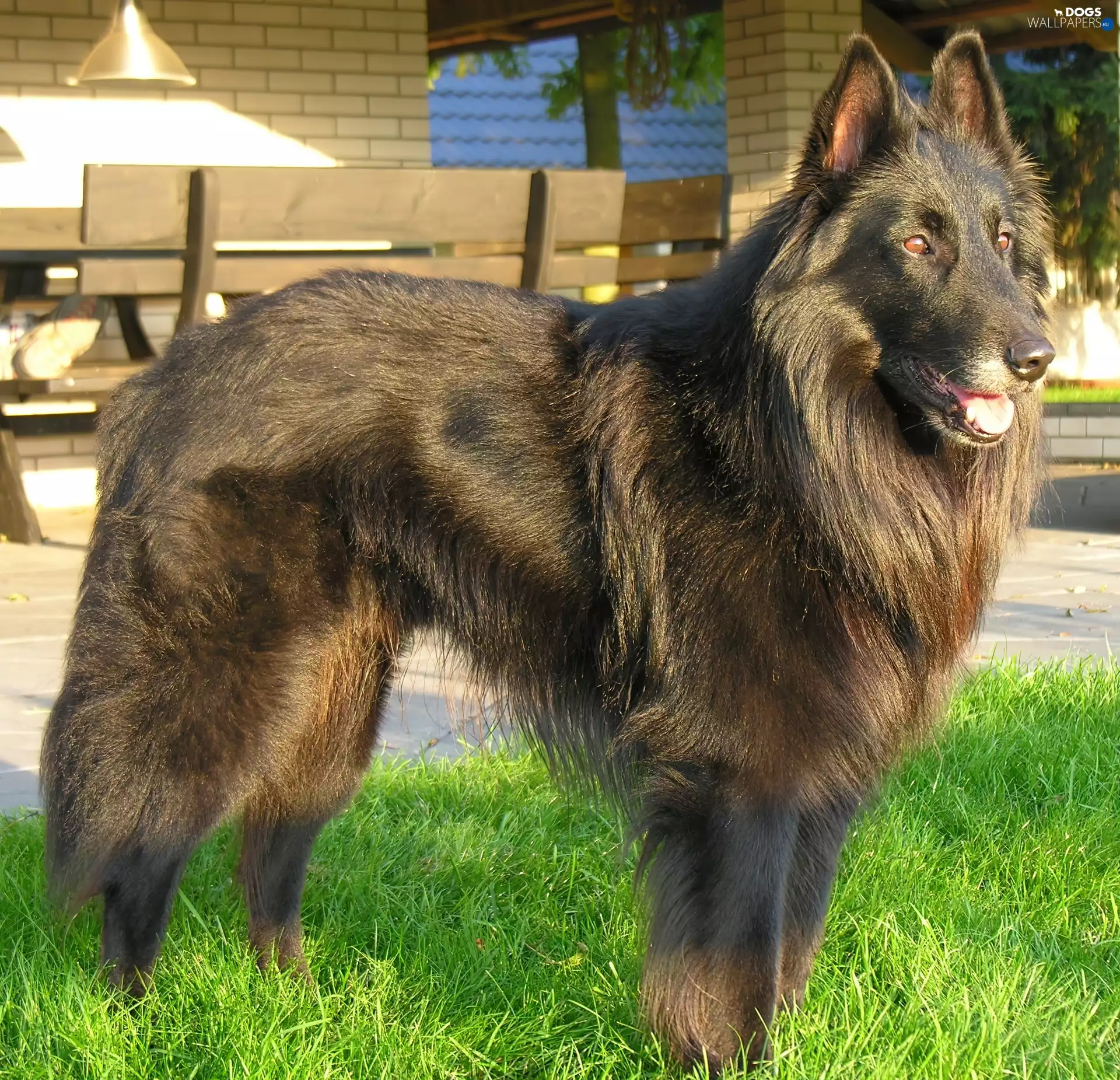 Beatyfull, Belgian Shepherd Tervuren