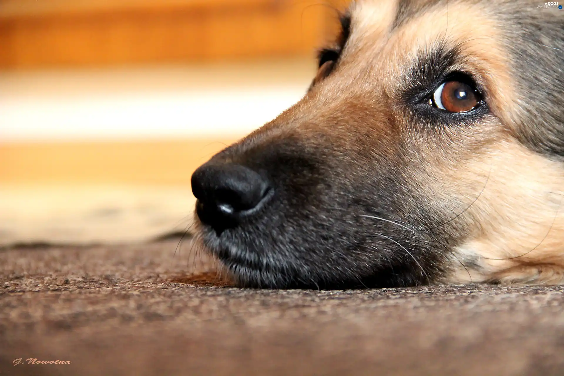 The look, Eyes, dog, bitch, muzzle