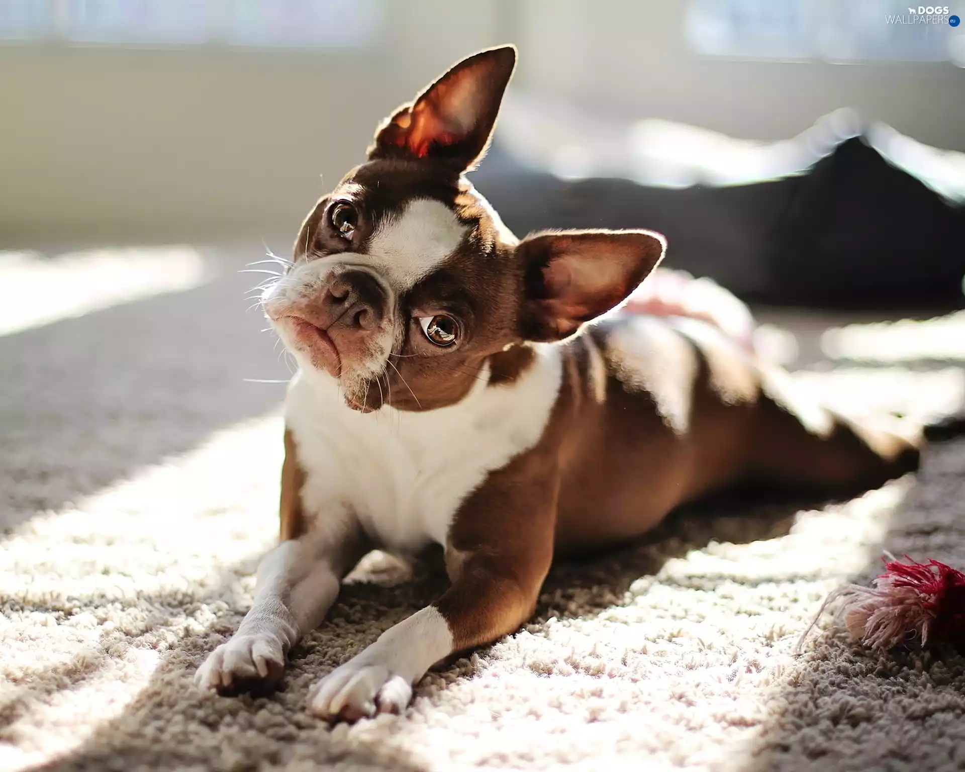 Eyes, muzzle, Boston, The look, French Bulldog