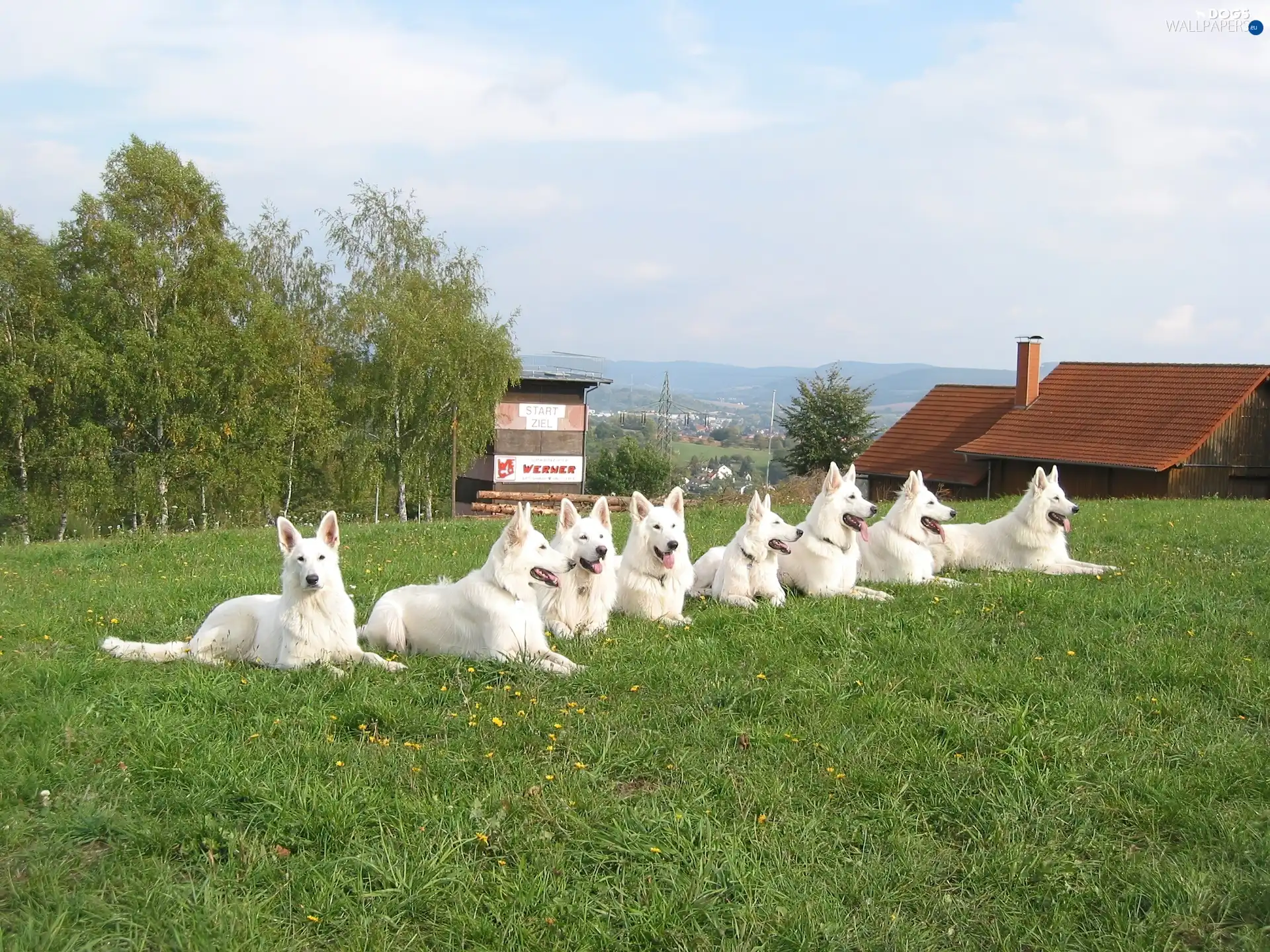 chimney, the roof, White Swiss Shepherd, grass