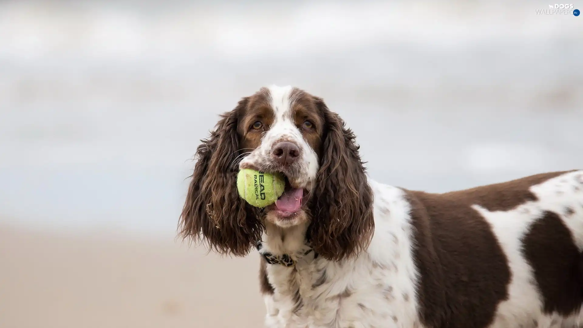 the ball, Ball, Cocer Spaniel