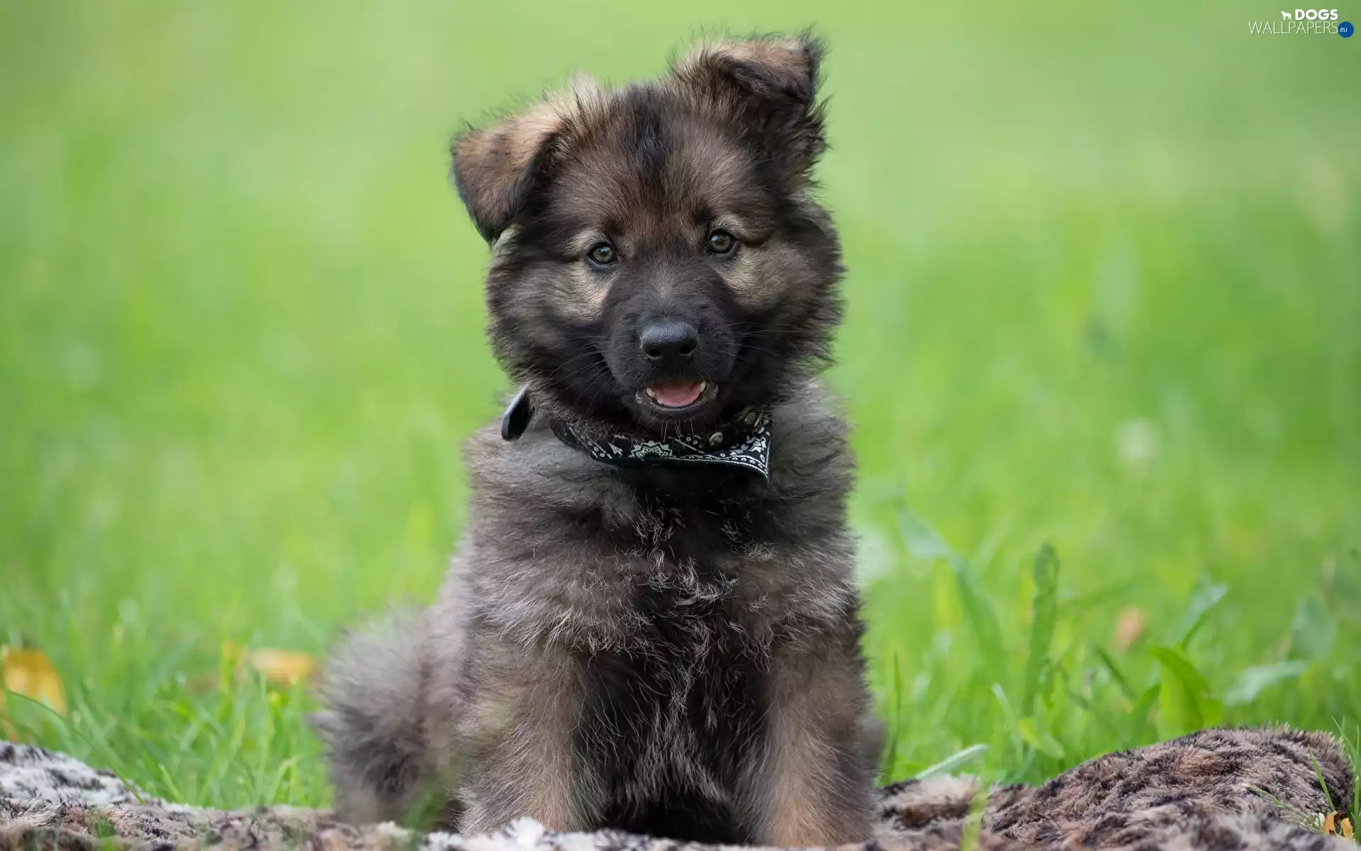 coverlet, grass, Puppy, The look, dog